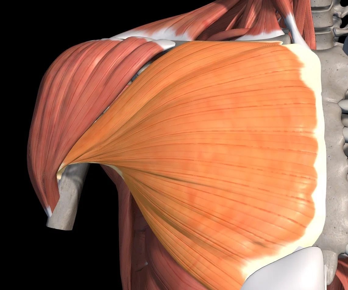 [Shoulder Joint] Where is the problem with horizontal adduction ...