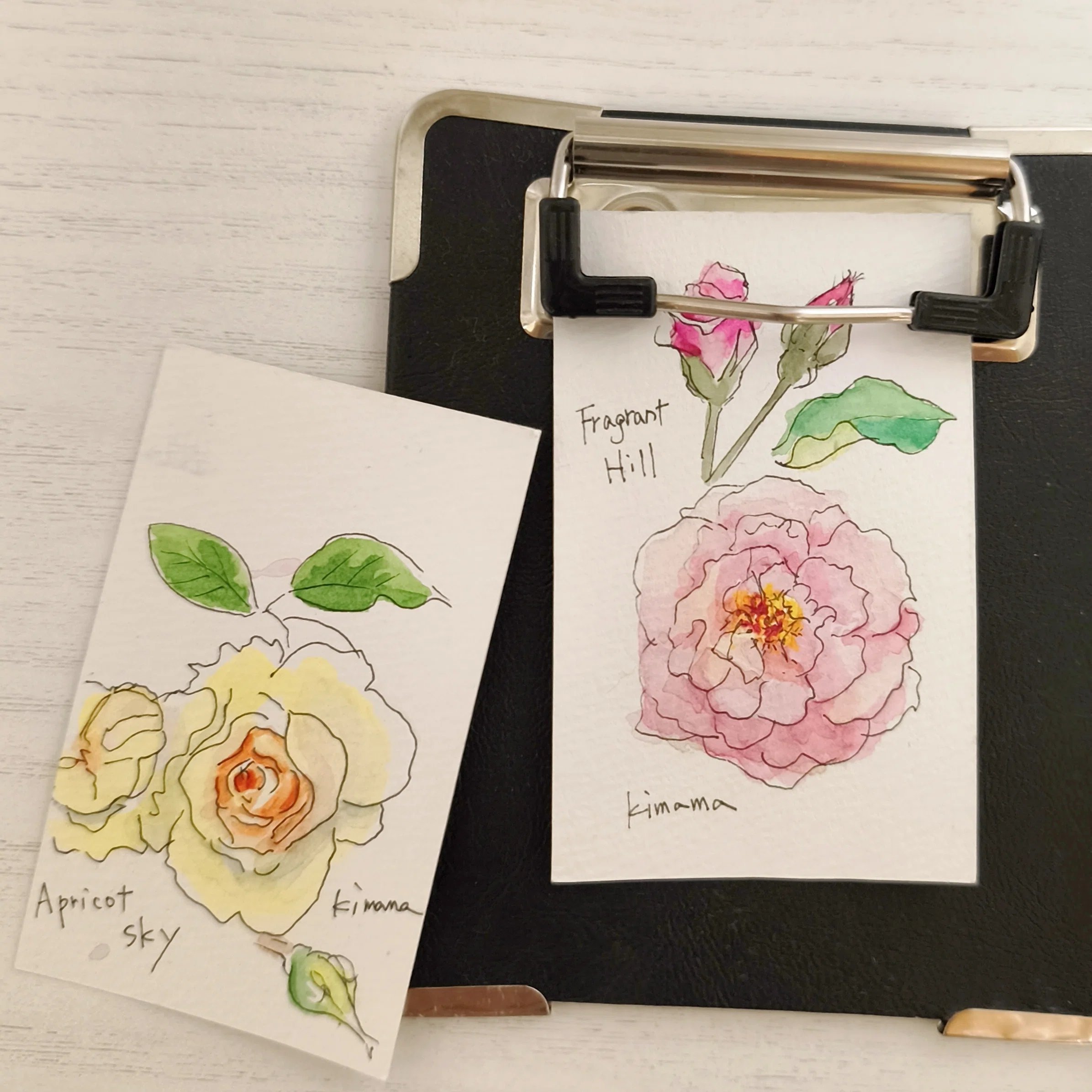 描きながら歩く バラ園スケッチでの発見|透明水彩スケッチ日記【11】｜kamo