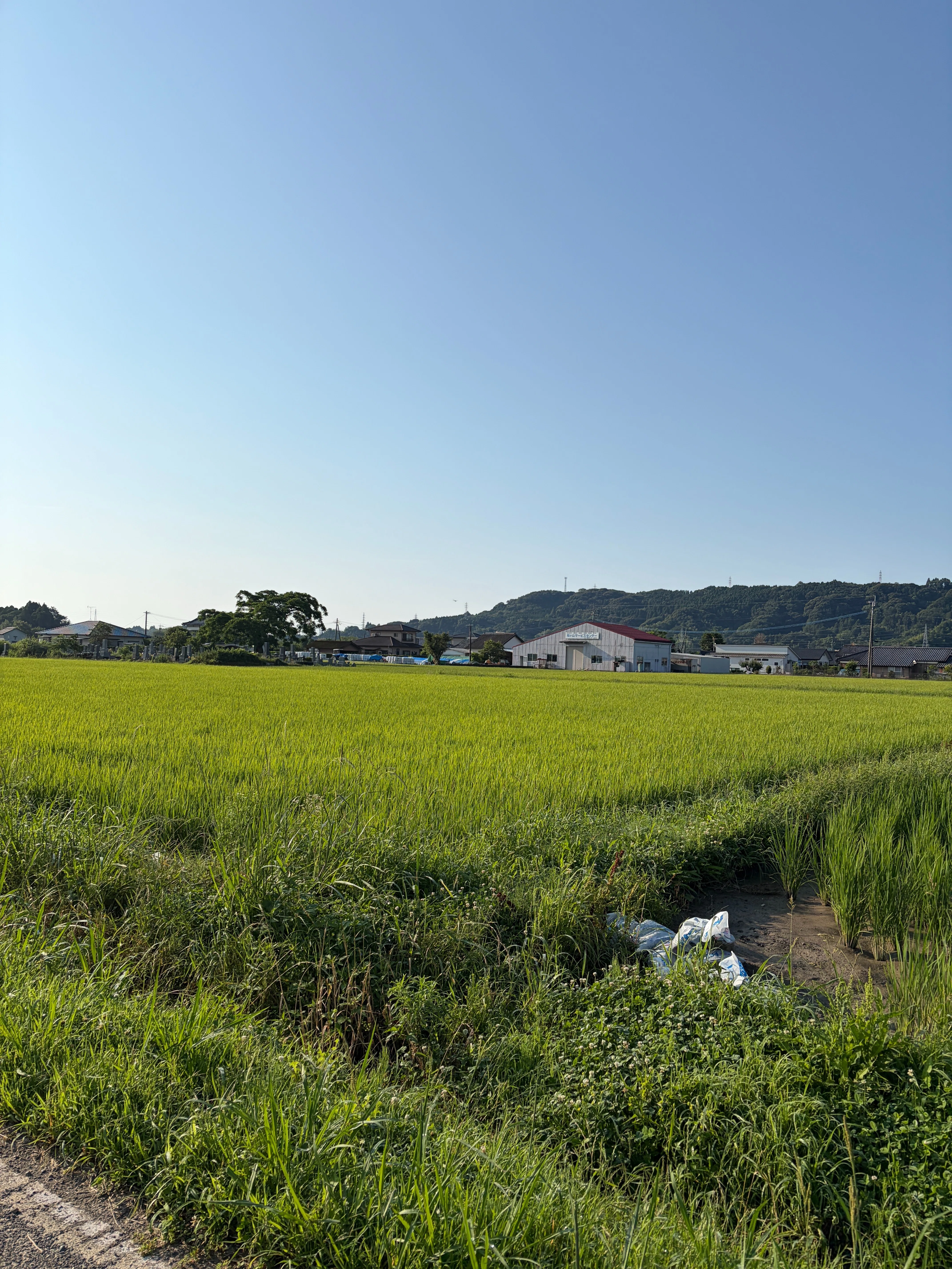 木城の風景・今日の言葉6月11日（木）｜宮崎県木城町