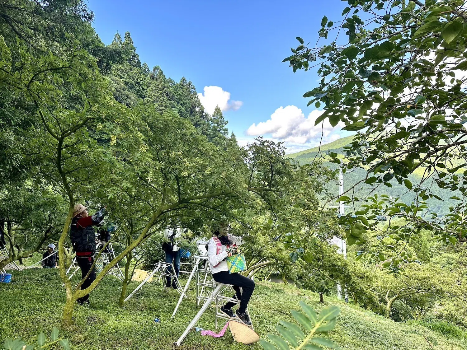 ぶどう山椒収穫レスキュー2026 の参加者募集開始！地域の味覚を