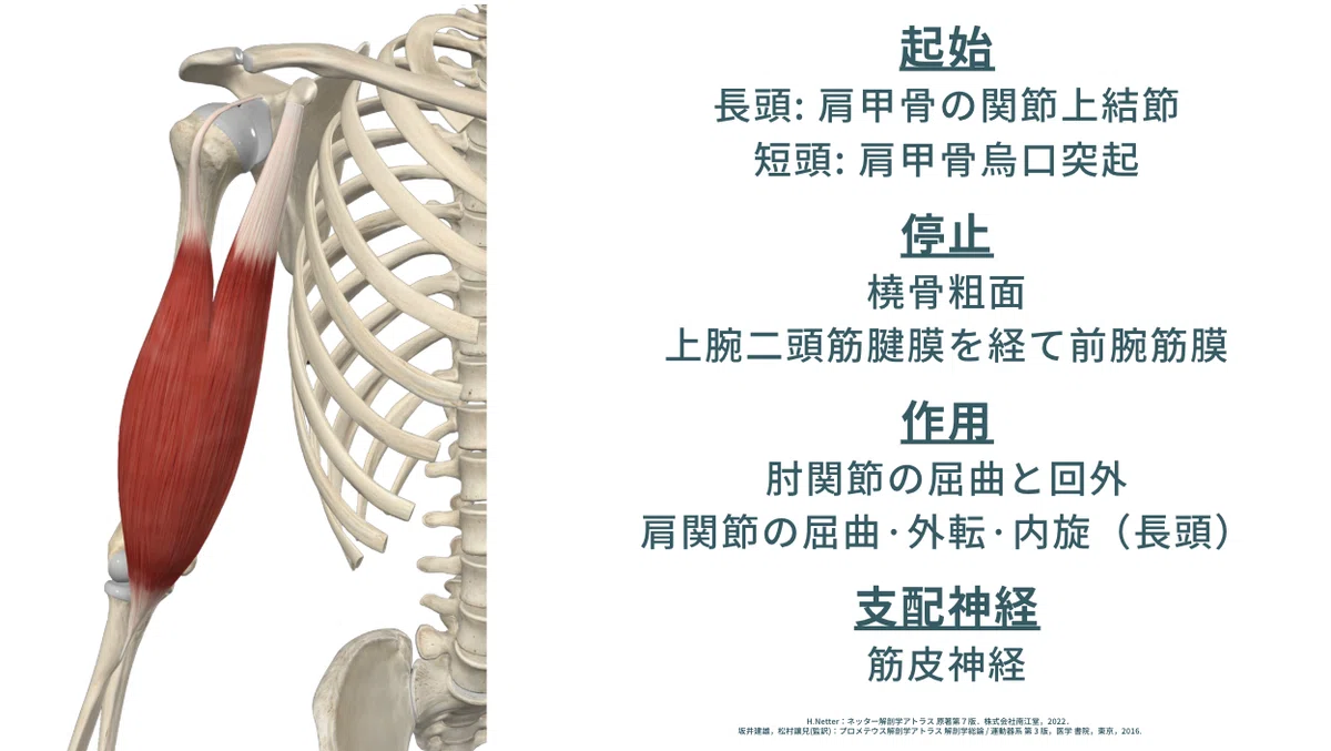 上腕二頭筋長頭腱炎の病態｜理学療法士による臨床のためのnote