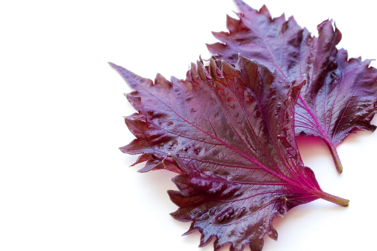 Introducing Drinkable Powdered Vegetables (Red Shiso, Purple Carrot ...