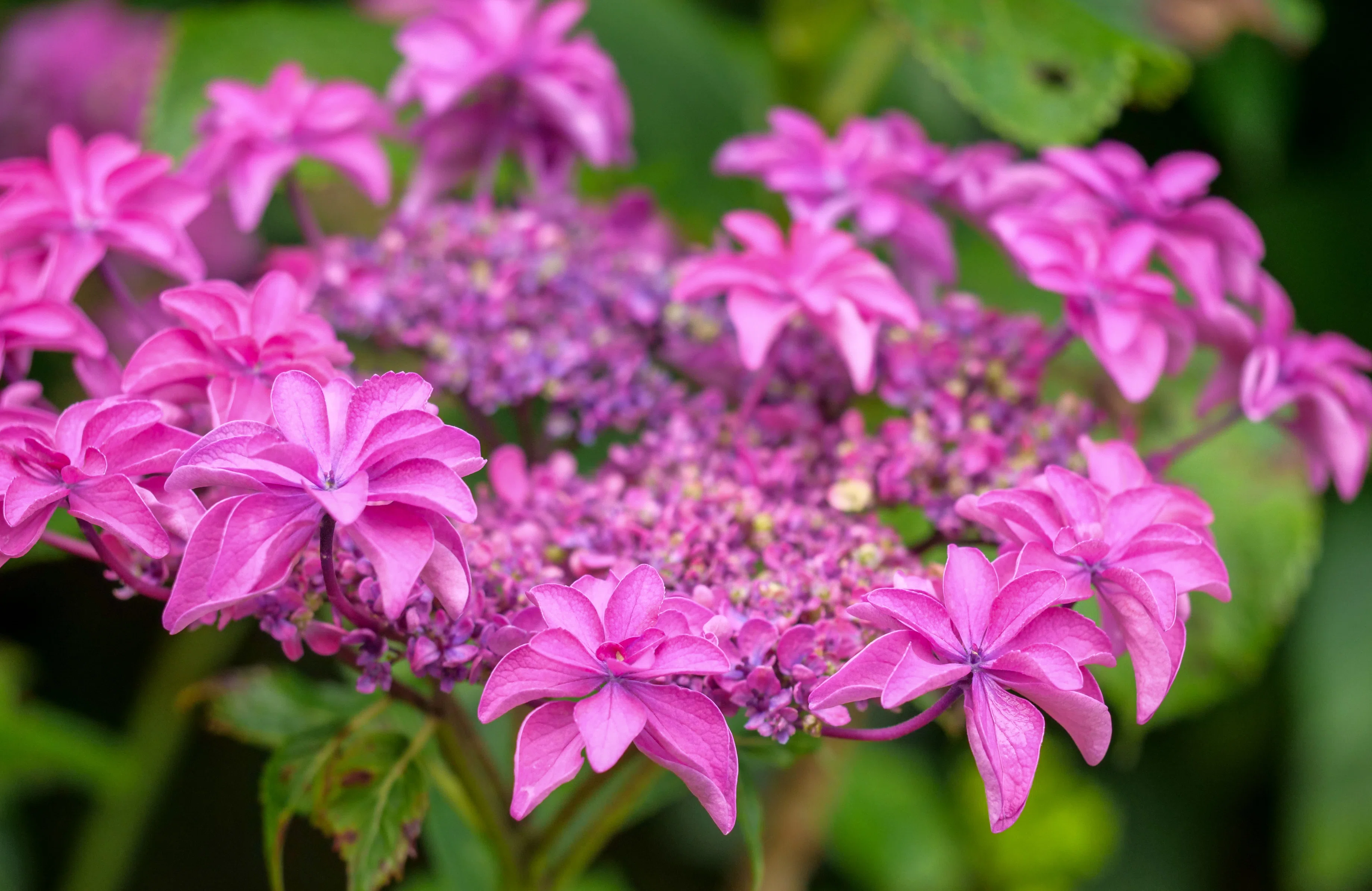 LUMIX G9Pro+OLYMPUS 60mm MACROで紫陽花を撮ってみた｜セるしうす