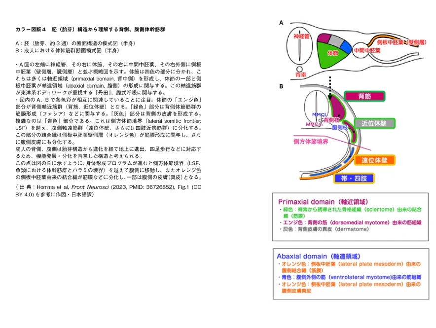 覚醒するディープボディ：21世紀医学が解く呼吸の可能性/「21世紀医学