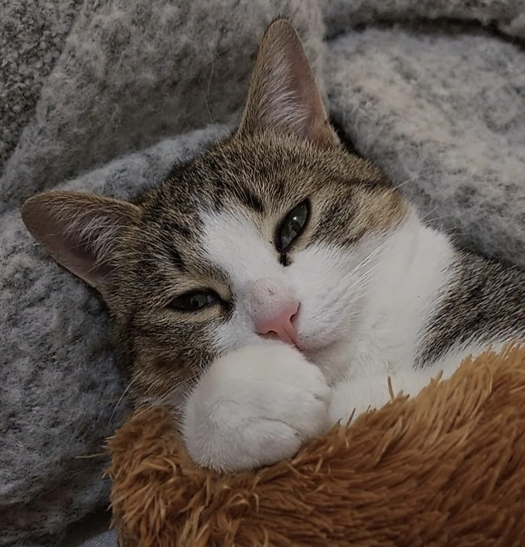 うちの猫さまが、猫の秘密結社「NNN」の派遣員だった件｜Kagaya.plants