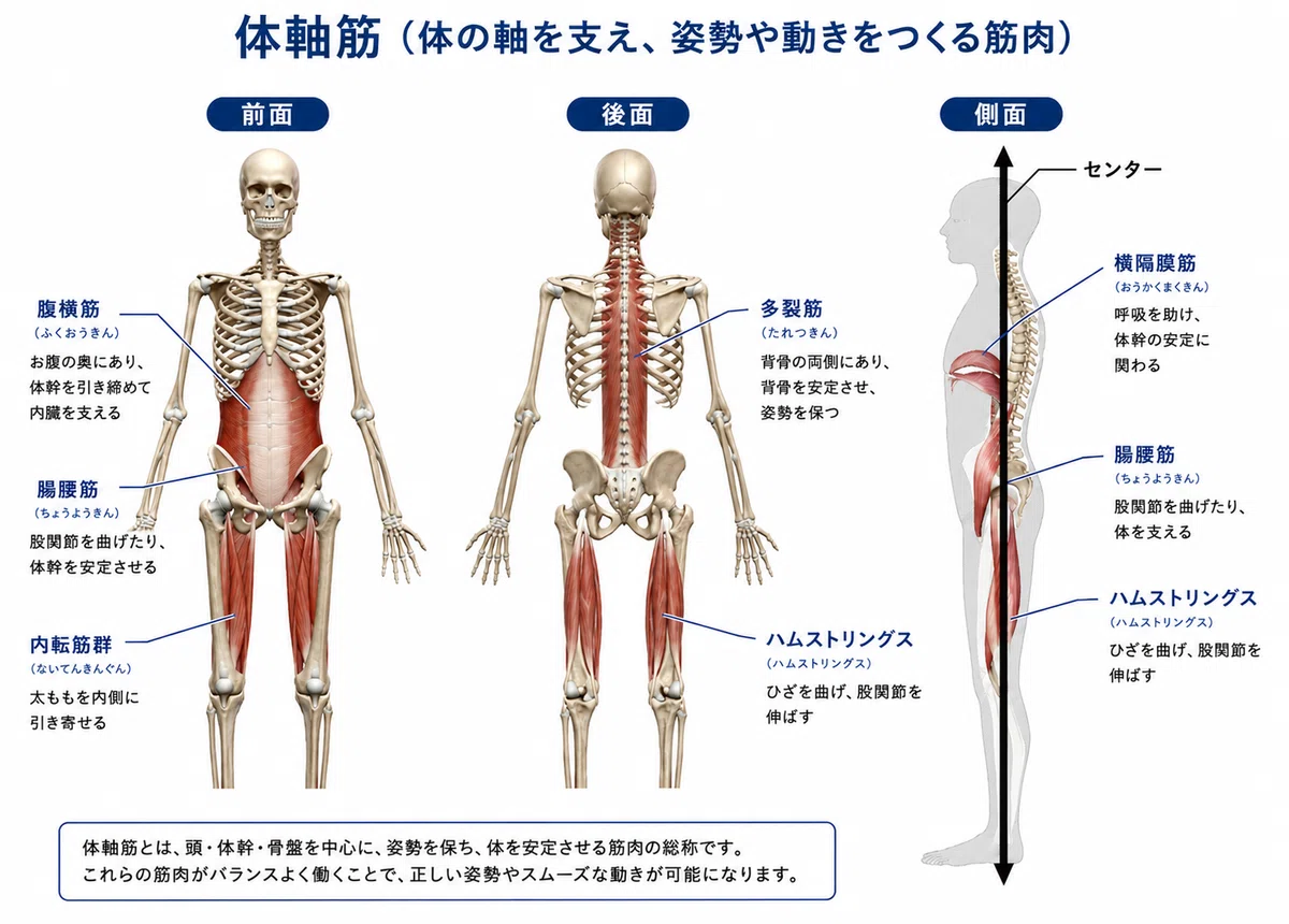 体軸筋とは何か？〜インナーマッスルだけでは足りない理由〜｜しゅーご