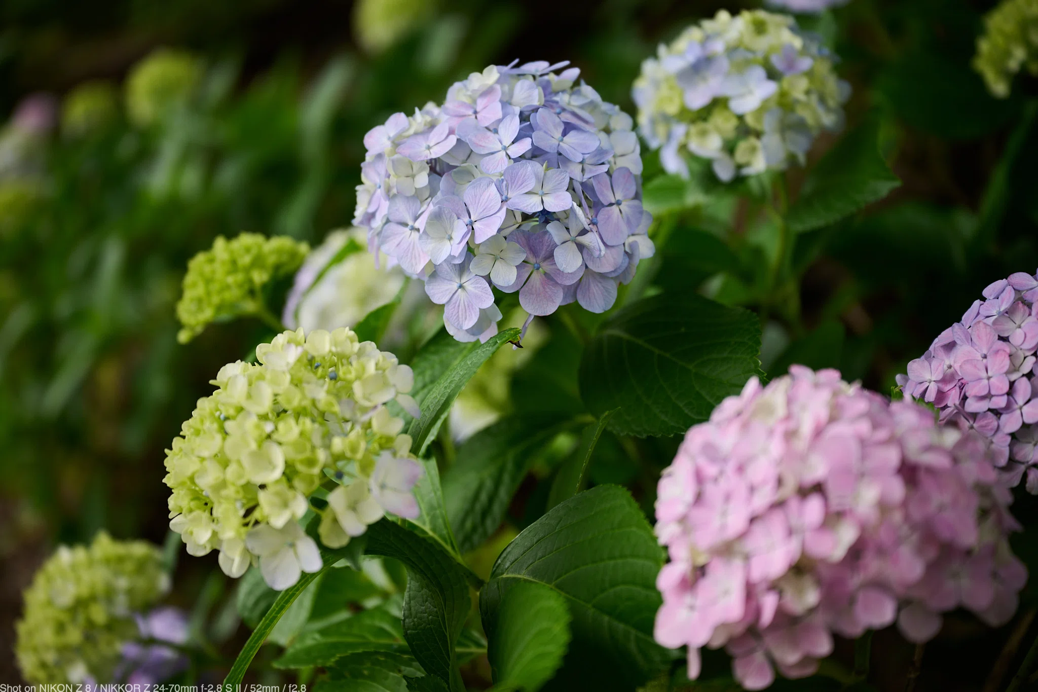 5 Nikon Z8で撮る2026年の紫陽花｜ゆきだま
