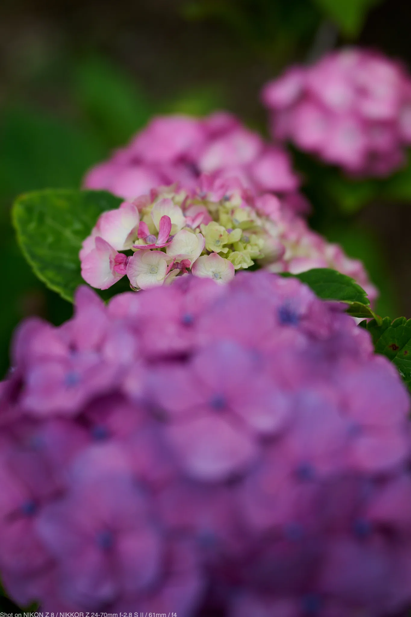 『弾む紫陽花』 5 Nikon Z8で撮る2026年の紫陽花｜ゆきだま