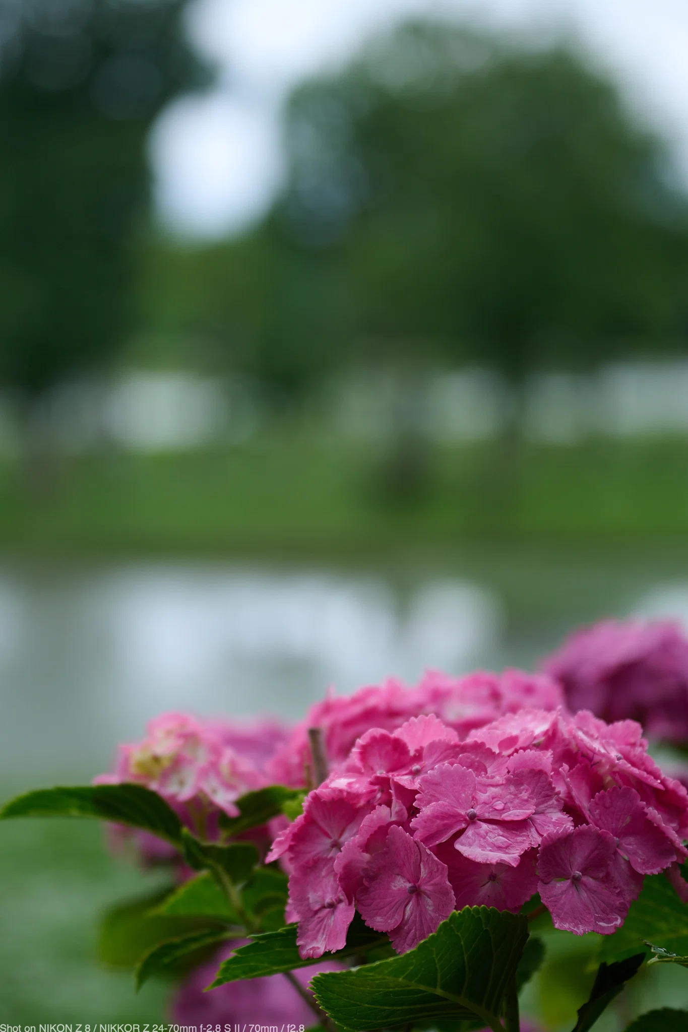 『弾む紫陽花』 5 Nikon Z8で撮る2026年の紫陽花｜ゆきだま