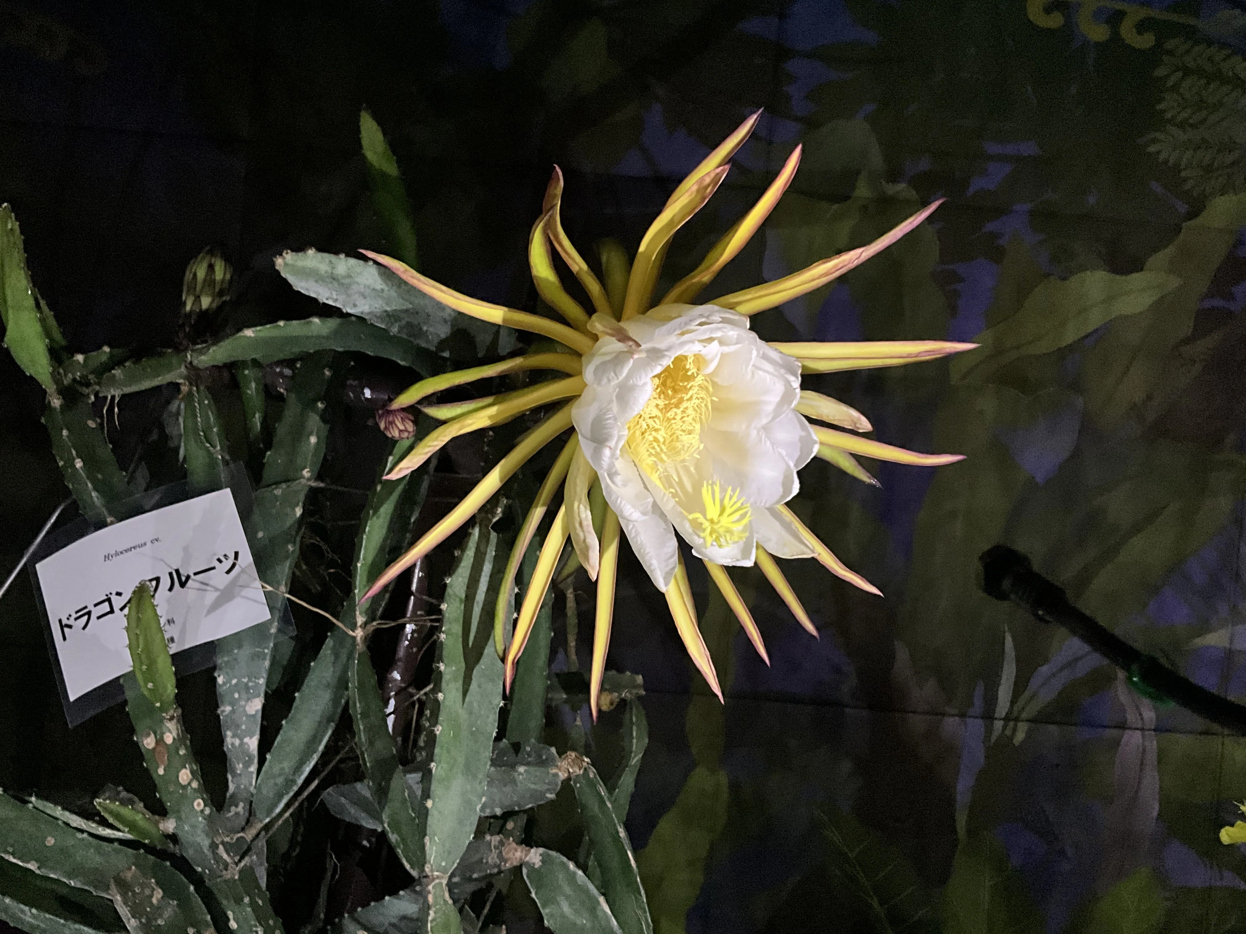 ドラゴンフルーツの花（京都府立植物園）：2026年6月12日（金）｜藤井