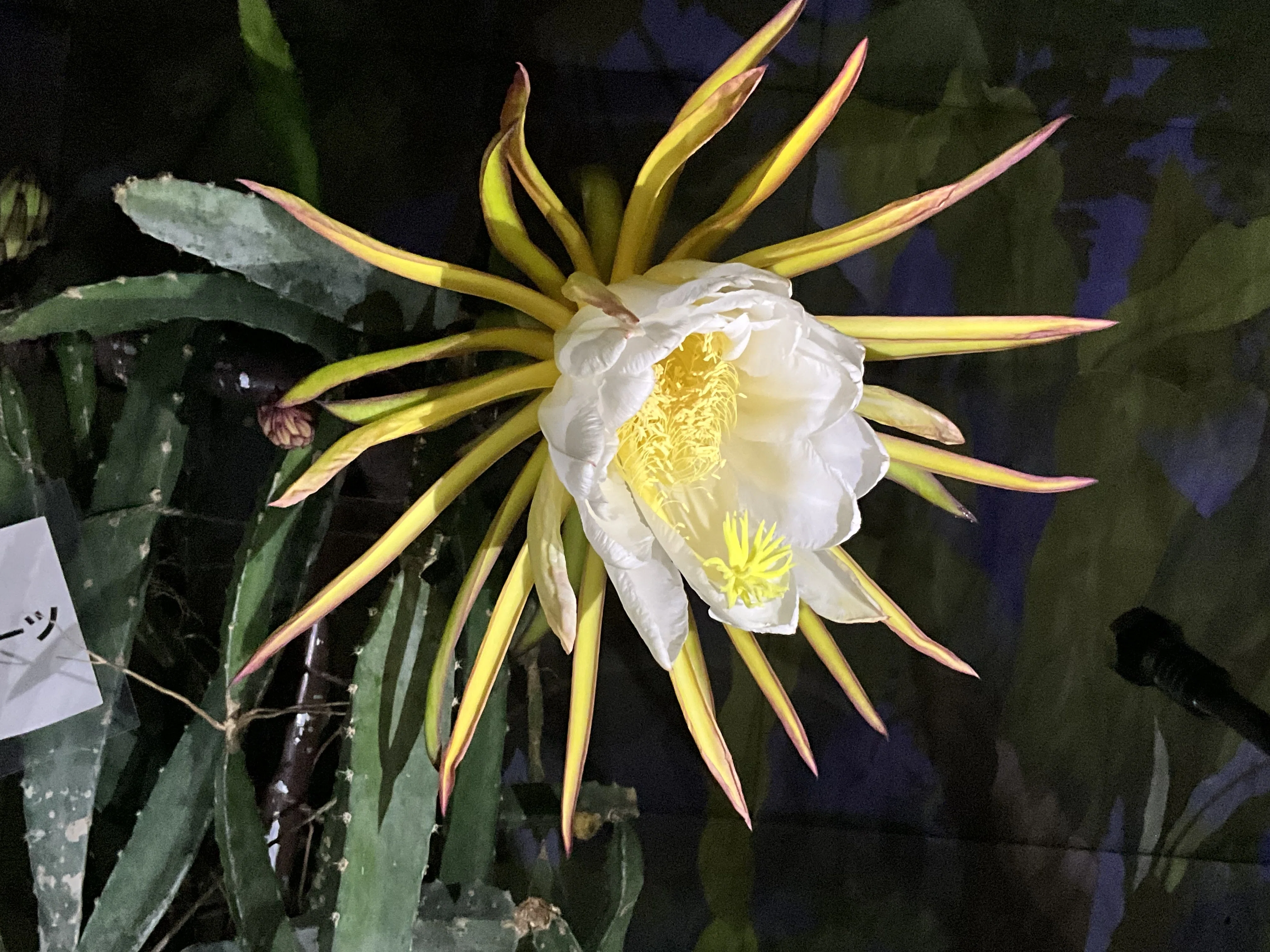 ドラゴンフルーツの花（京都府立植物園）：2026年6月12日（金）｜藤井