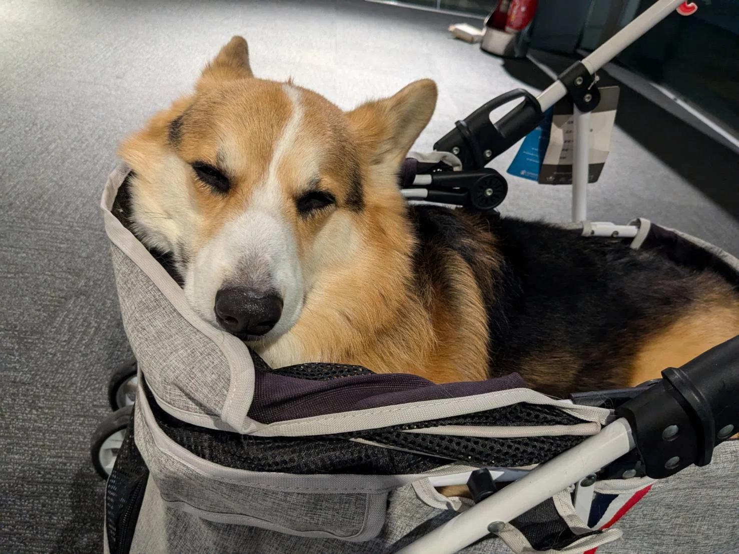 タンスのゲン大型犬対応ペットカート買ってみた｜大きめコーギーに使っ
