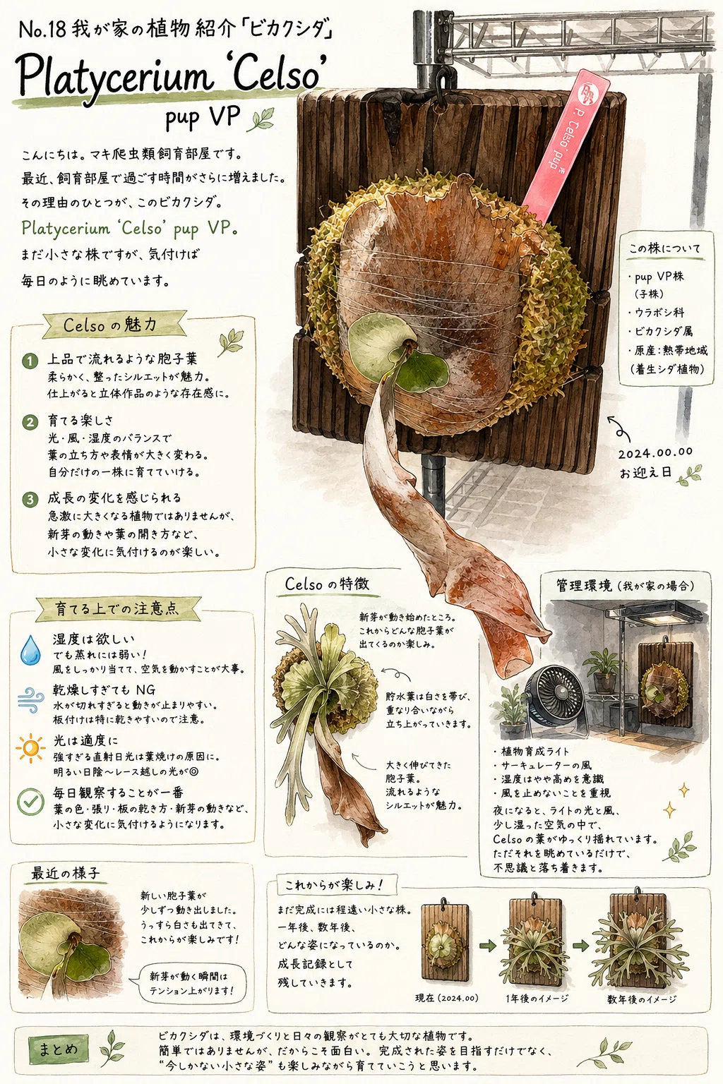 No.18 我が家の植物紹介「ビカクシダ」Platycerium 'Celso' pup VP