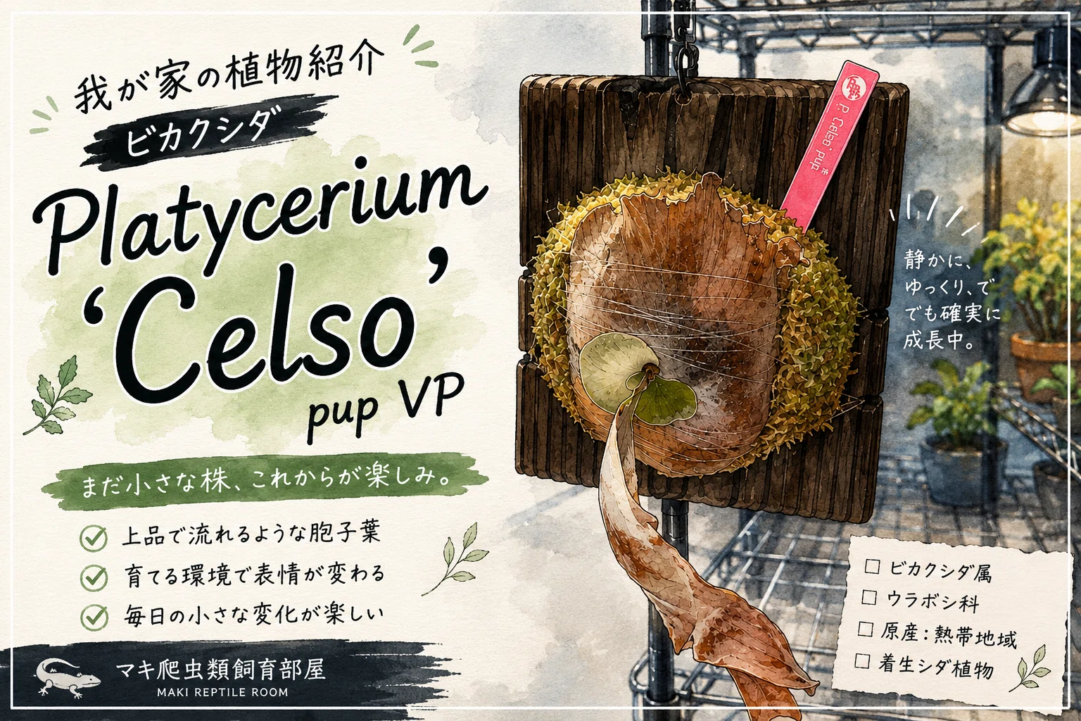 No.18 我が家の植物紹介「ビカクシダ」Platycerium 'Celso' pup VP