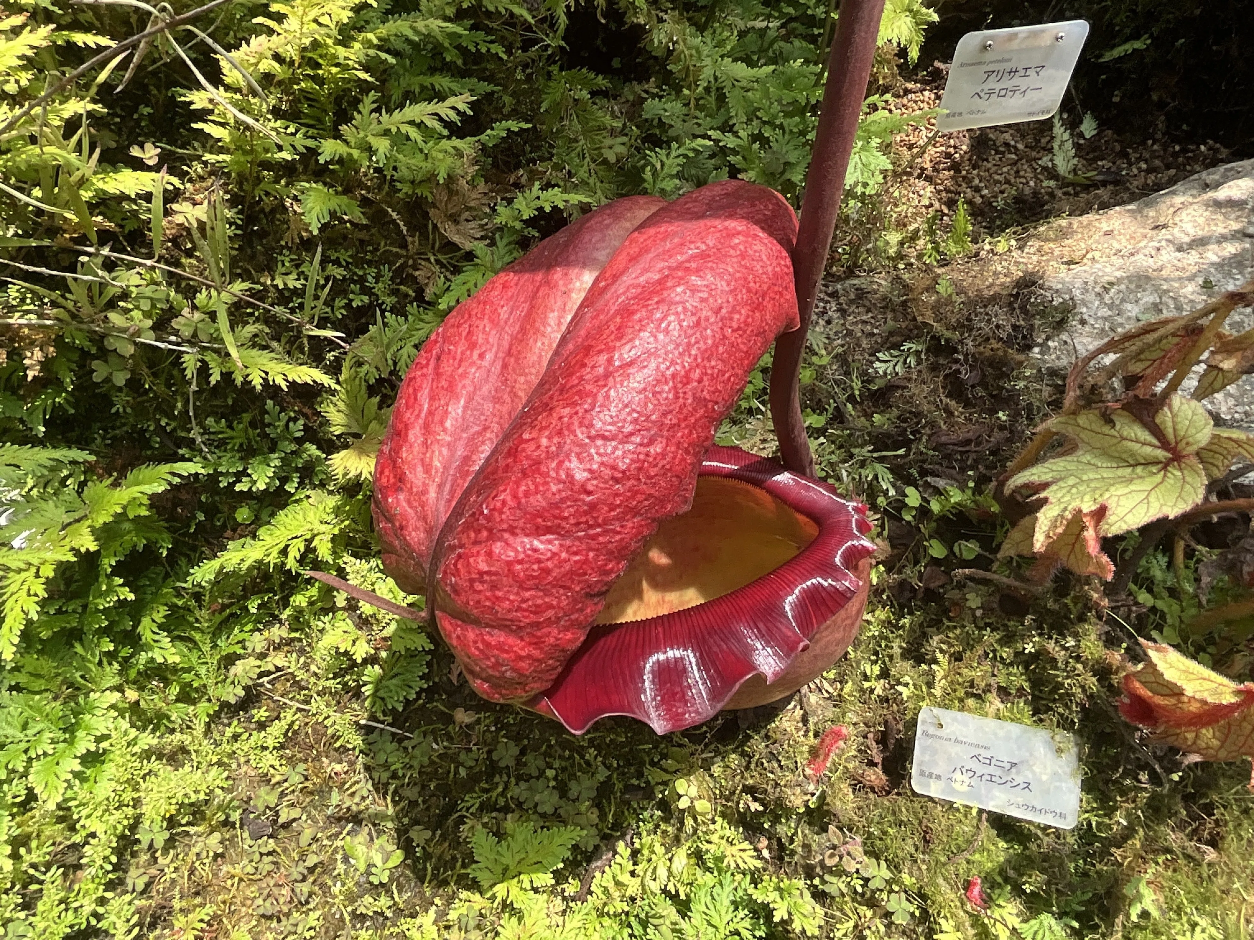オオウツボカズラ（京都府立植物園）：2026年6月12日（金）｜藤井秀昭