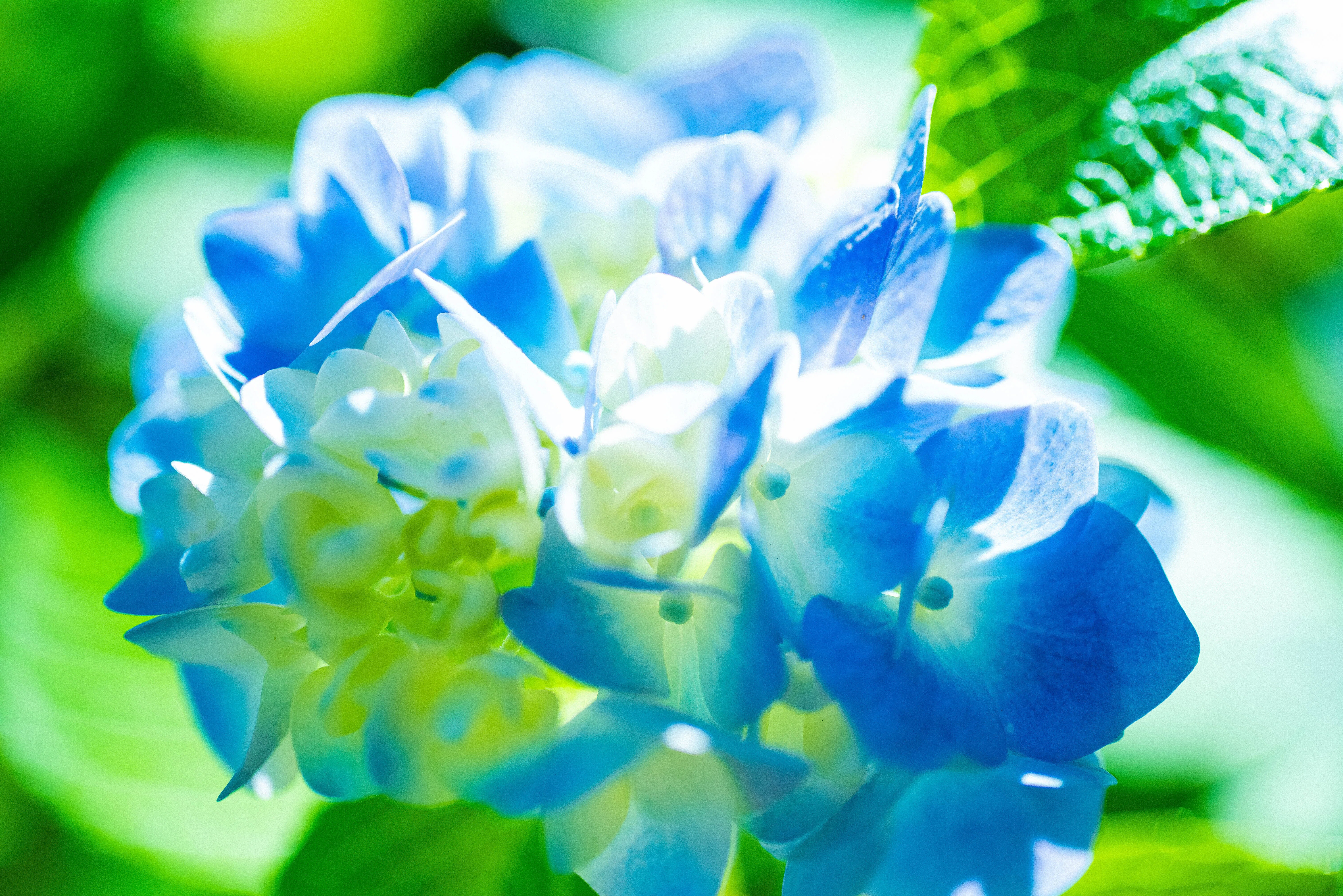 紫陽花をドラマチックに魅せる】5つの世界観。表現を深化させる