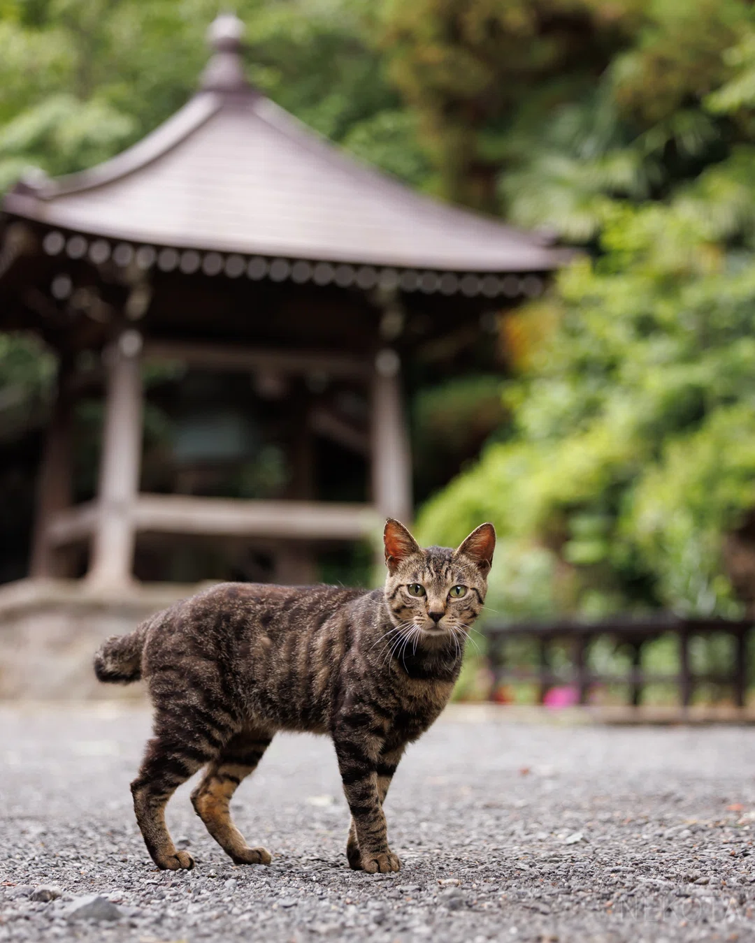 再会】｜猫写真家 猫田晃広（Akihiro Nekota）