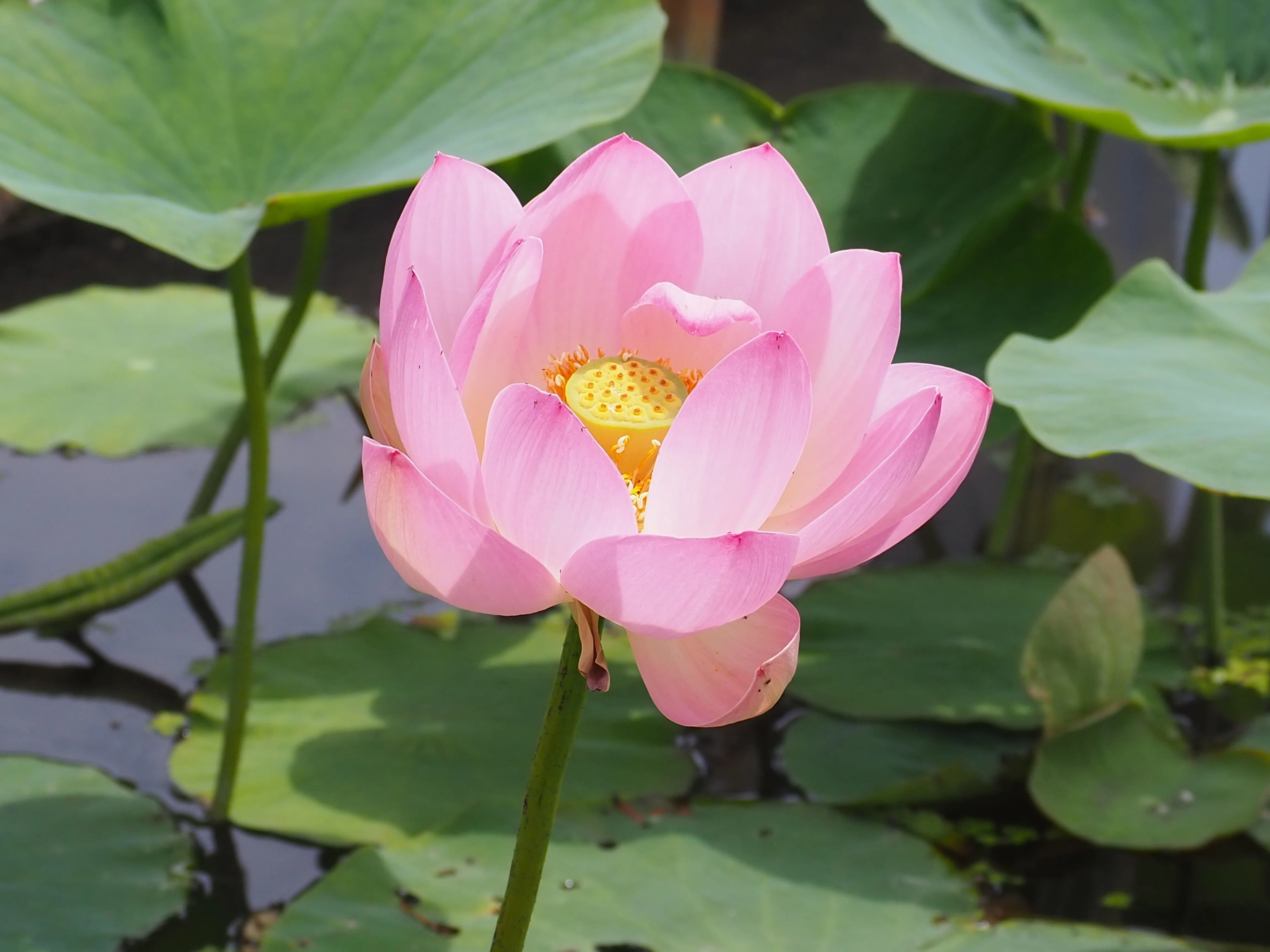 おすすめ蓮園。蓮を見るなら、朝に行くのが正解です🪷🌿｜Natsu1