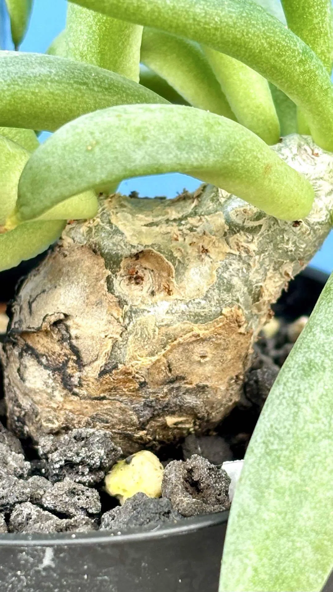 チレコドン|レティキュラーツス|アフロ｜cova 塊根植物に沼った美容師