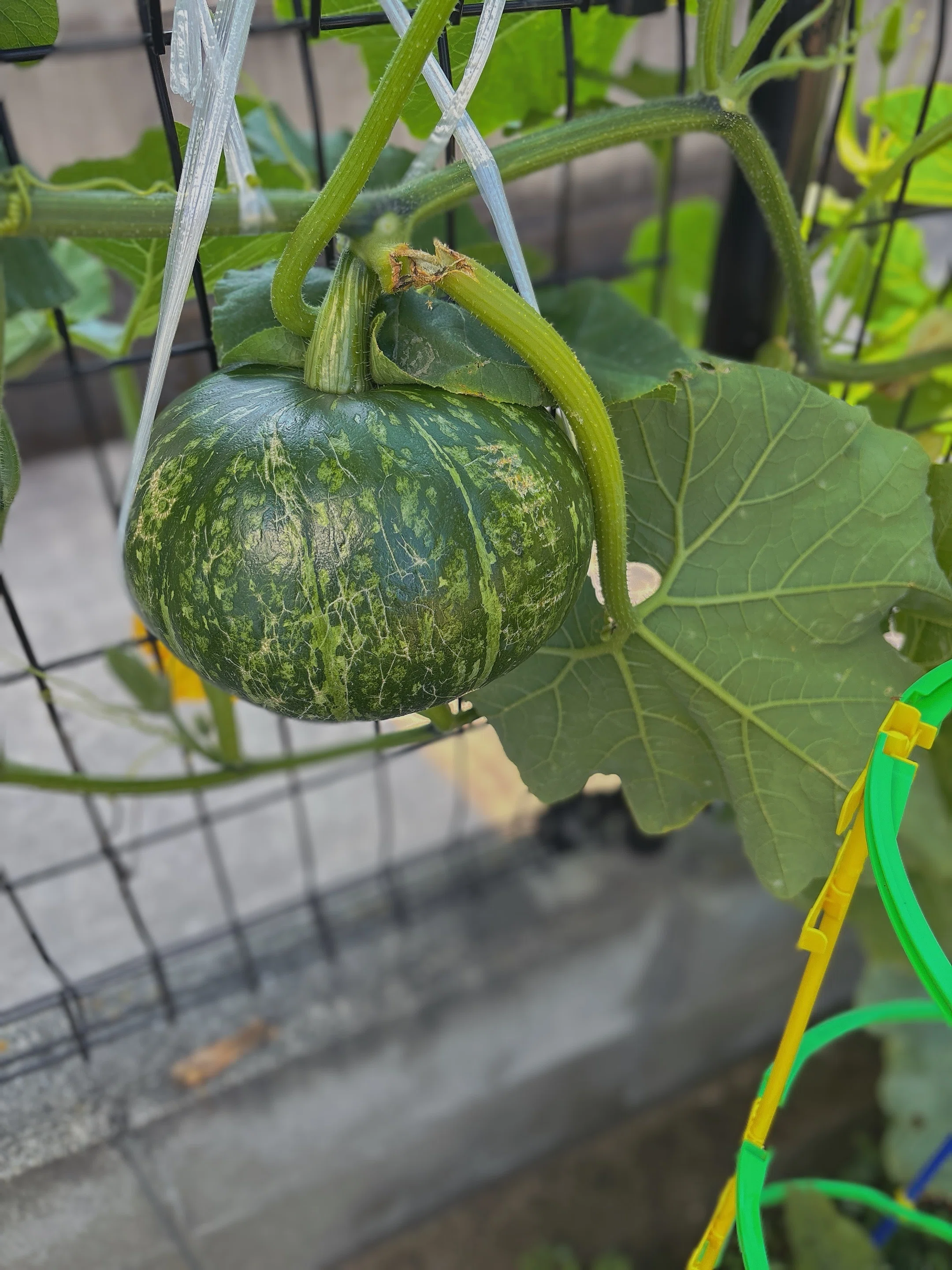 家庭菜園 ︳やっぱりかぼちゃが大きい気がする｜ la.neche ラネーシェ