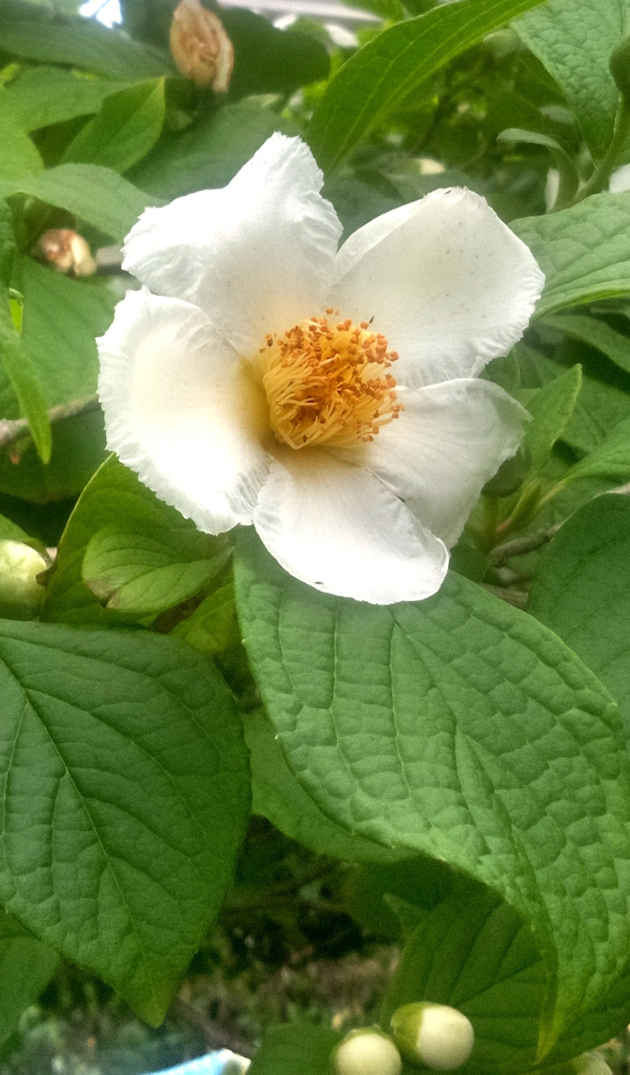 当季の花を頂きました♬ ～陰森夏木杜鵑啼（いんしんたる かぼく と