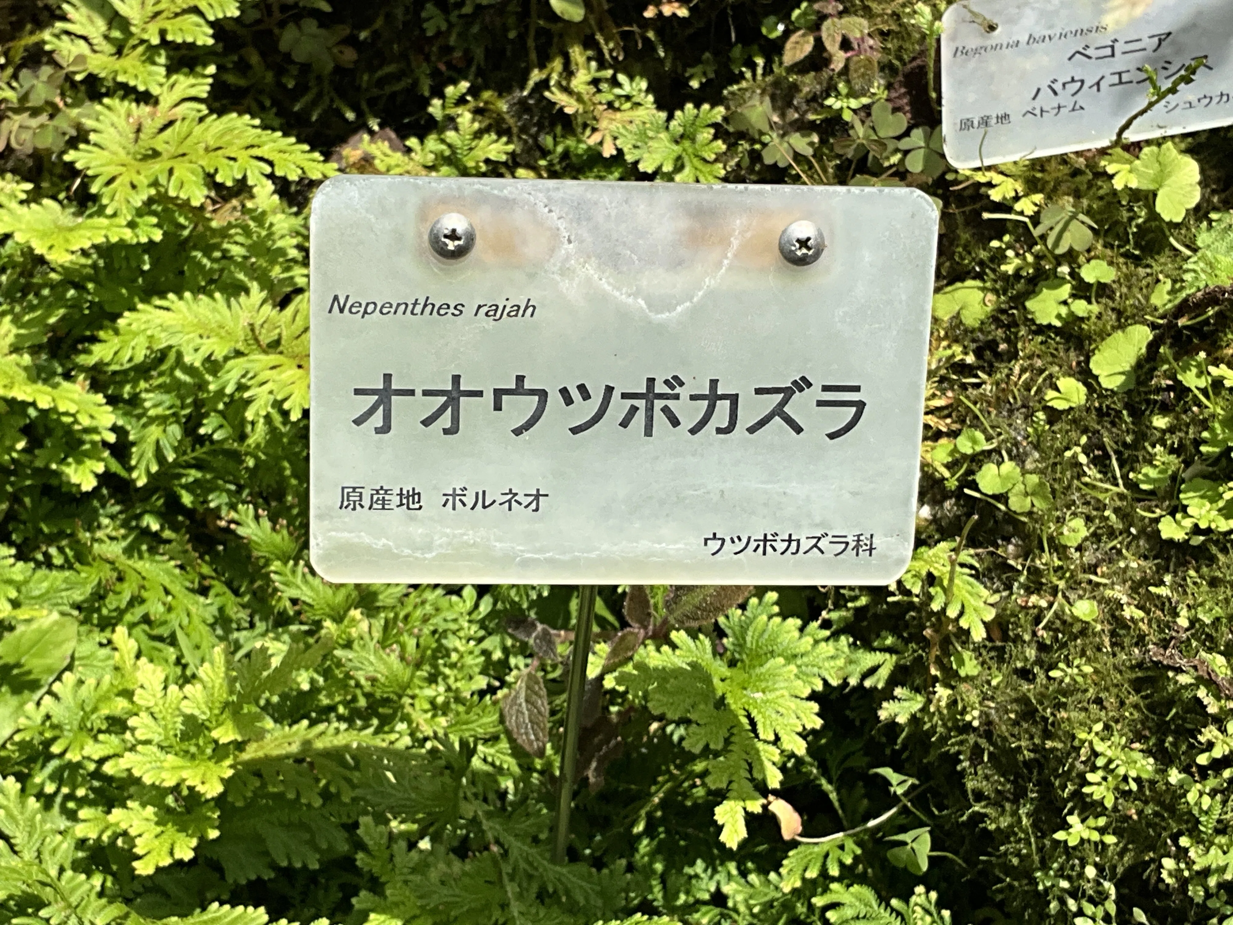 オオウツボカズラ（京都府立植物園）：2026年6月12日（金）｜藤井秀昭