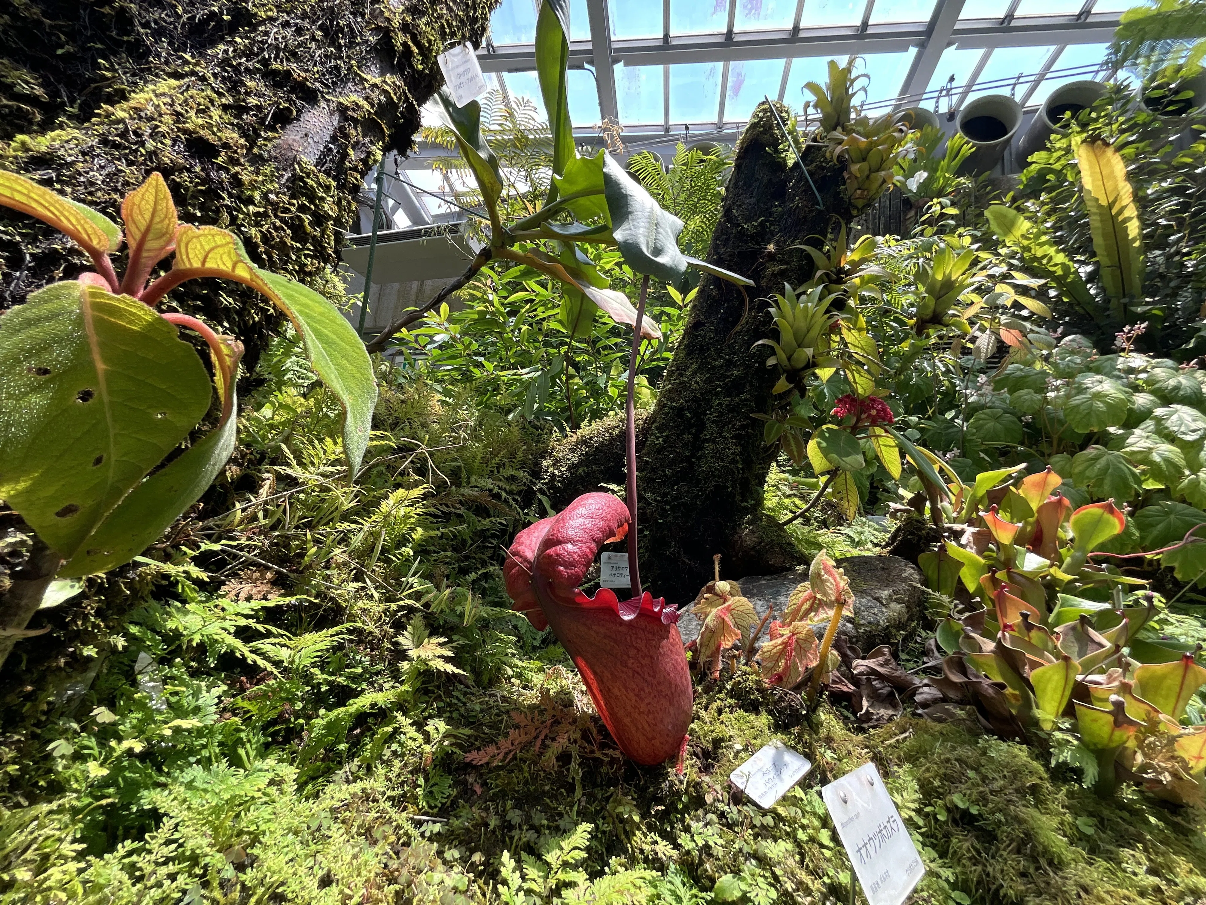 オオウツボカズラ（京都府立植物園）：2026年6月12日（金）｜藤井秀昭