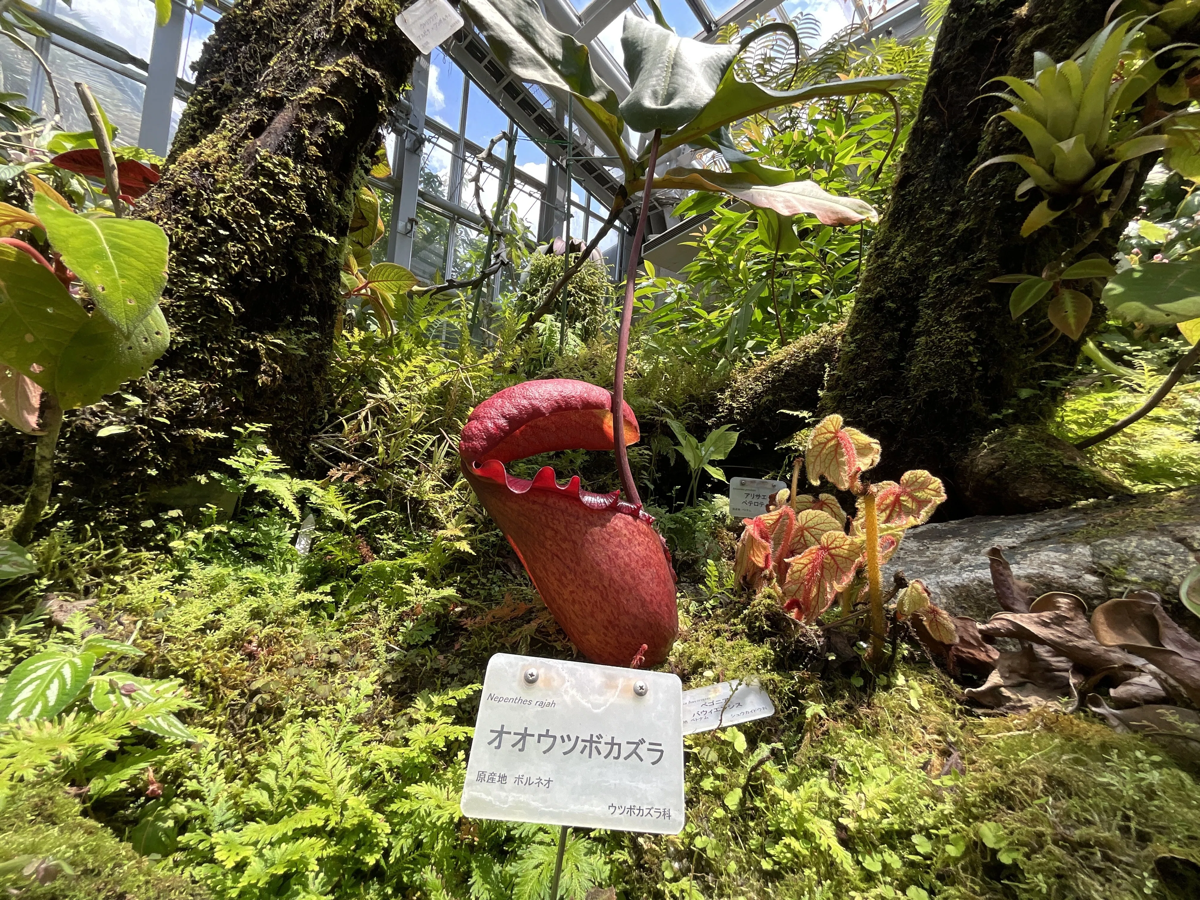 オオウツボカズラ（京都府立植物園）：2026年6月12日（金）｜藤井秀昭