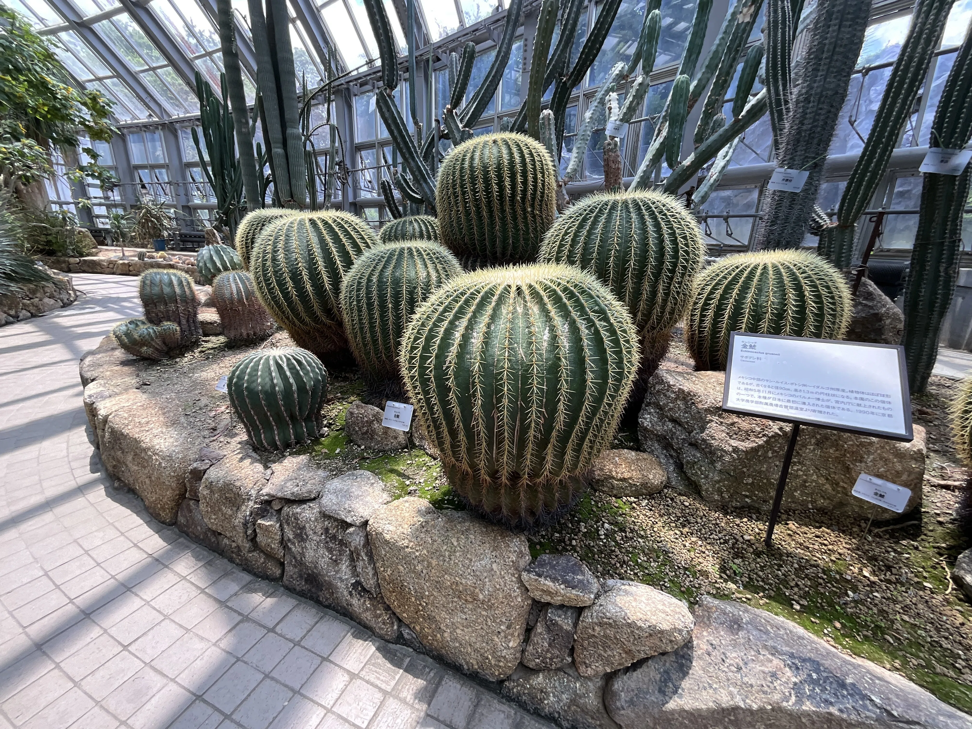 サボテンの金鯱（京都府立植物園）：2026年6月12日（金）｜藤井秀昭