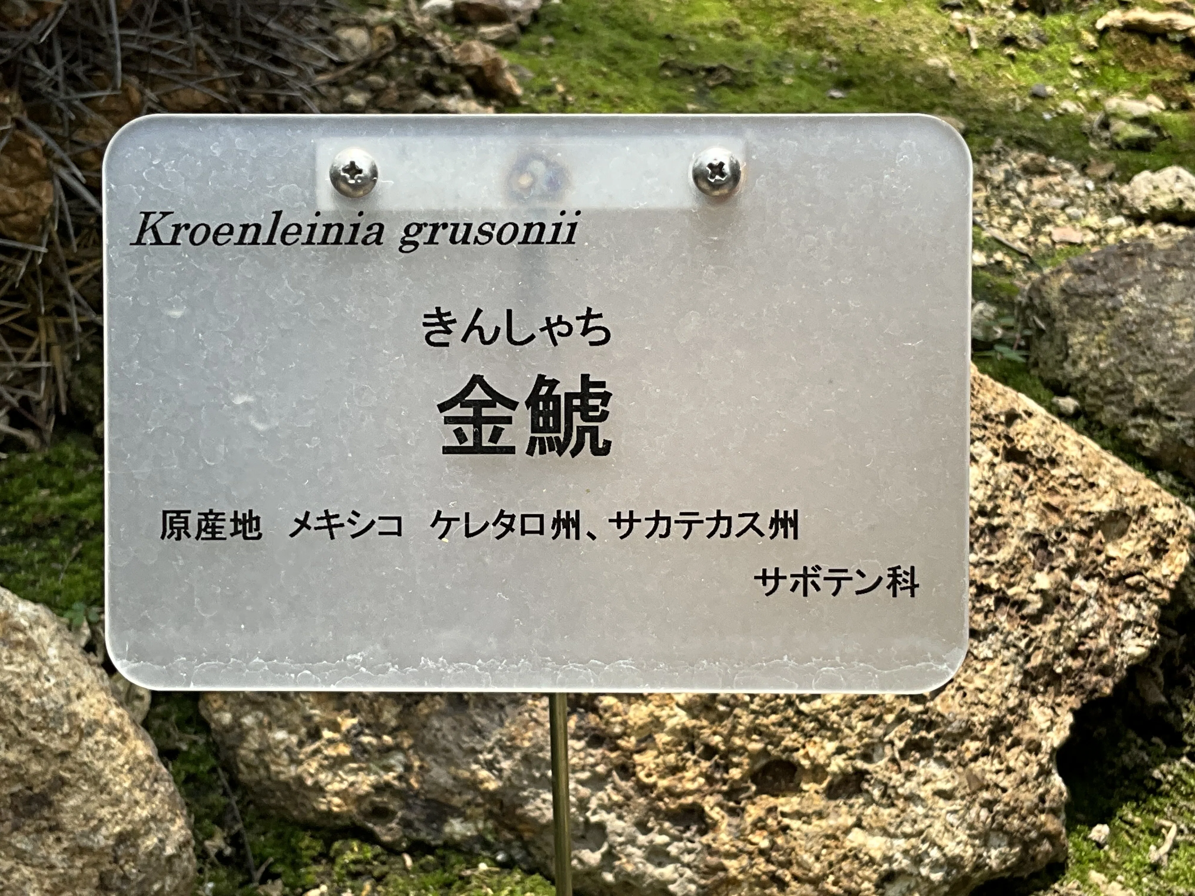 サボテンの金鯱（京都府立植物園）：2026年6月12日（金）｜藤井秀昭
