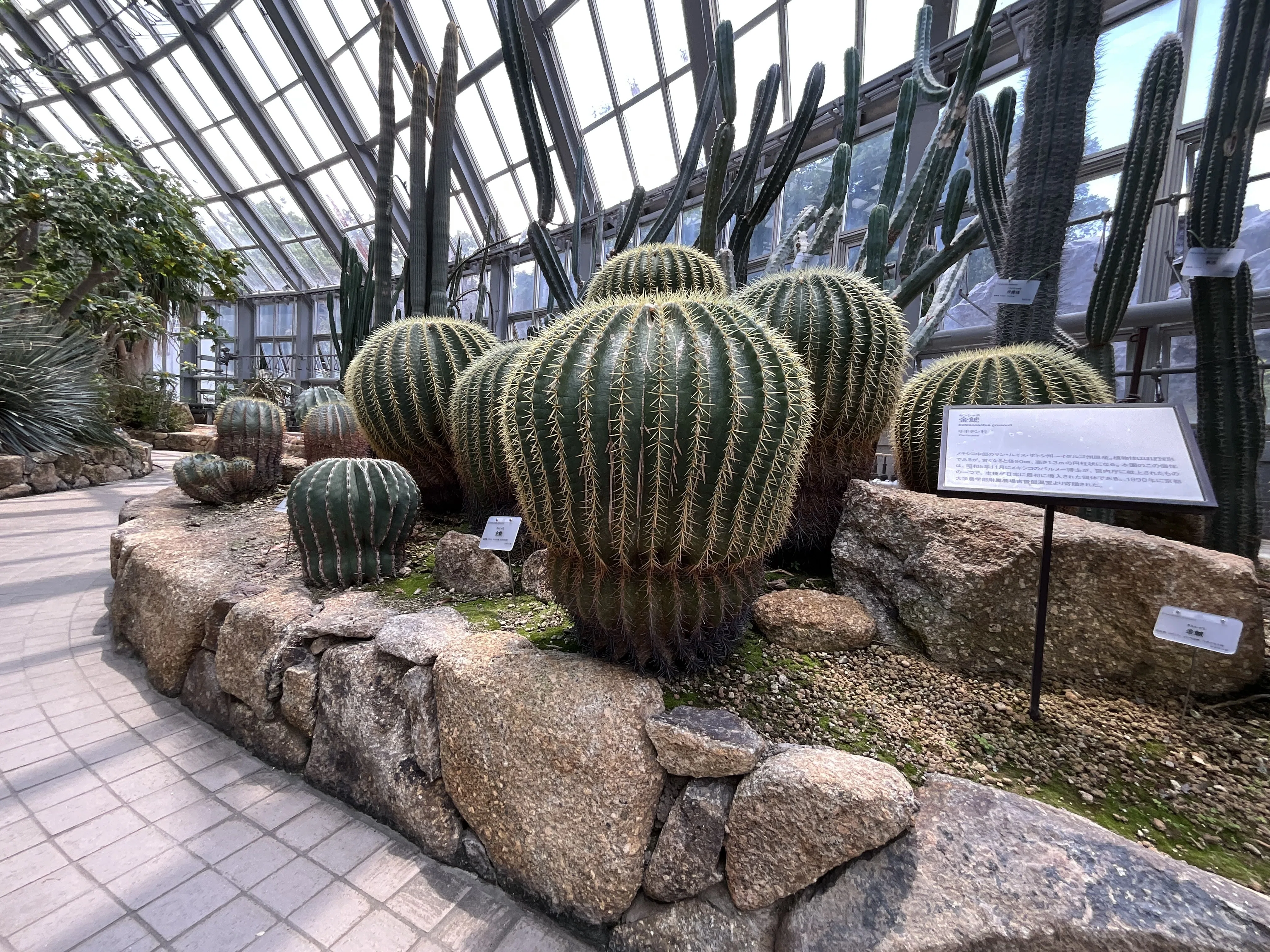 サボテンの金鯱（京都府立植物園）：2026年6月12日（金）｜藤井秀昭