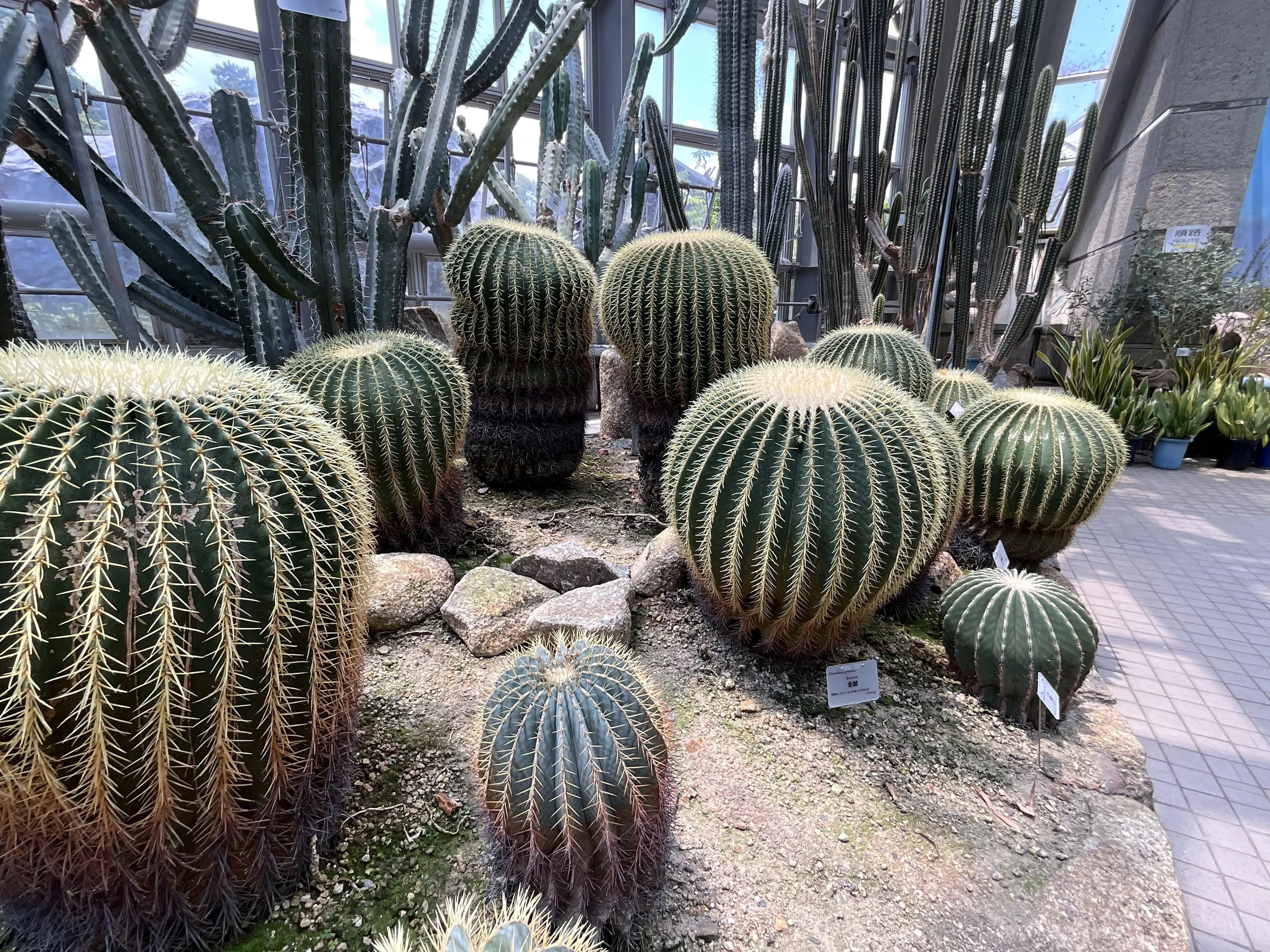 サボテンの金鯱（京都府立植物園）：2026年6月12日（金）｜藤井秀昭
