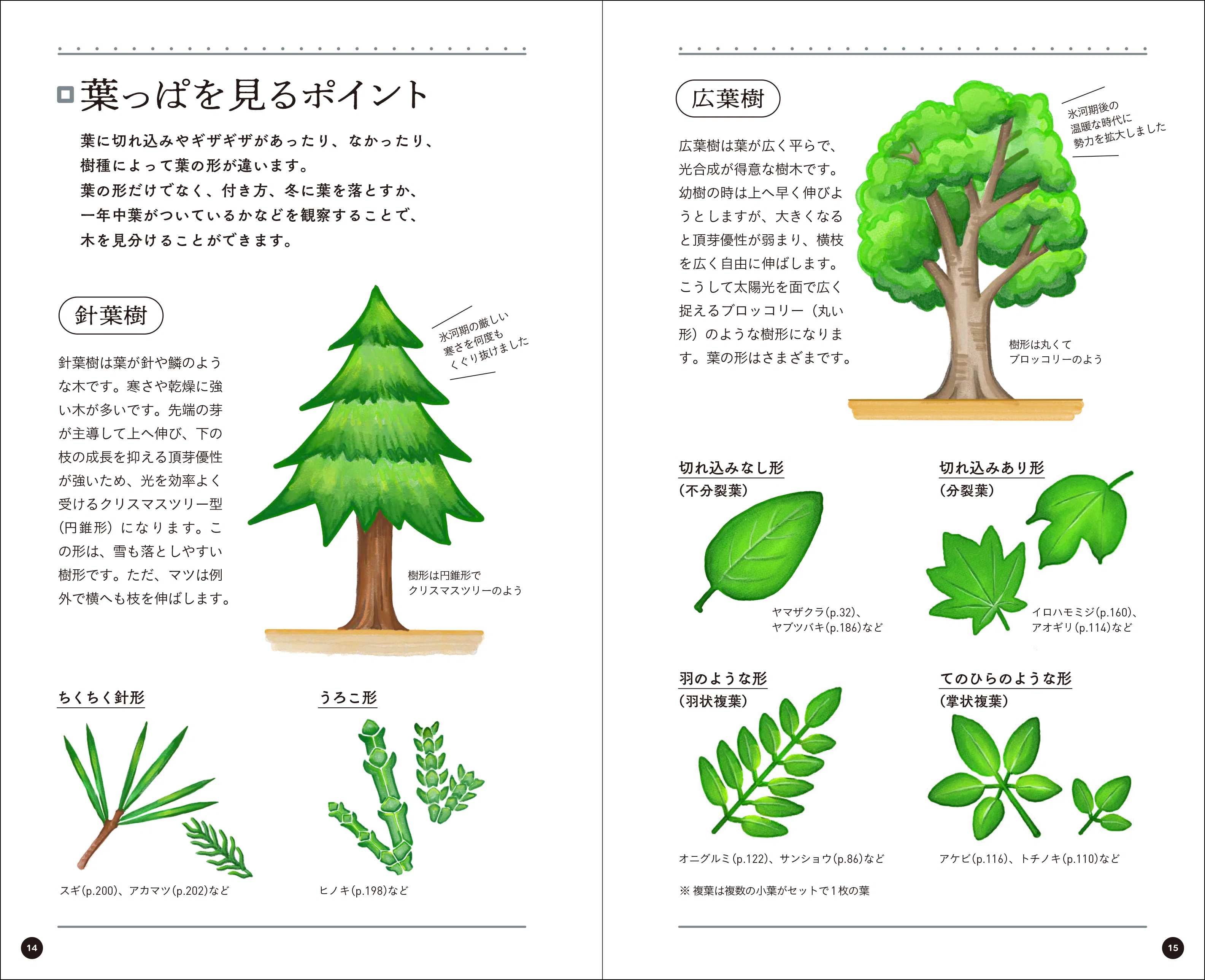 身近な樹木観察で「木ぐらし」を楽しむ｜ブンイチ（文一総合出版）