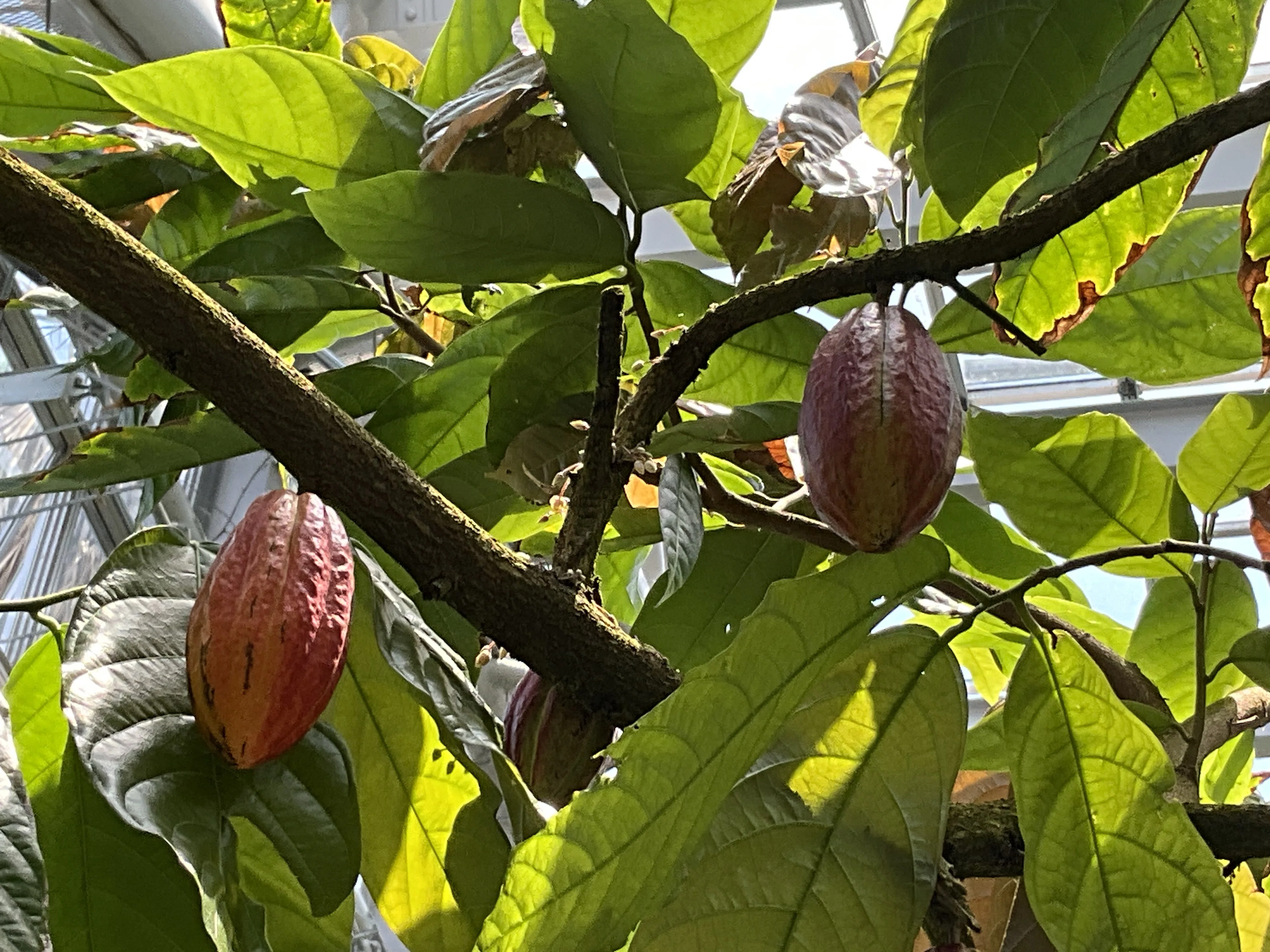 カカオ（京都府立植物園）：2026年6月13日（土）｜藤井秀昭（『京都