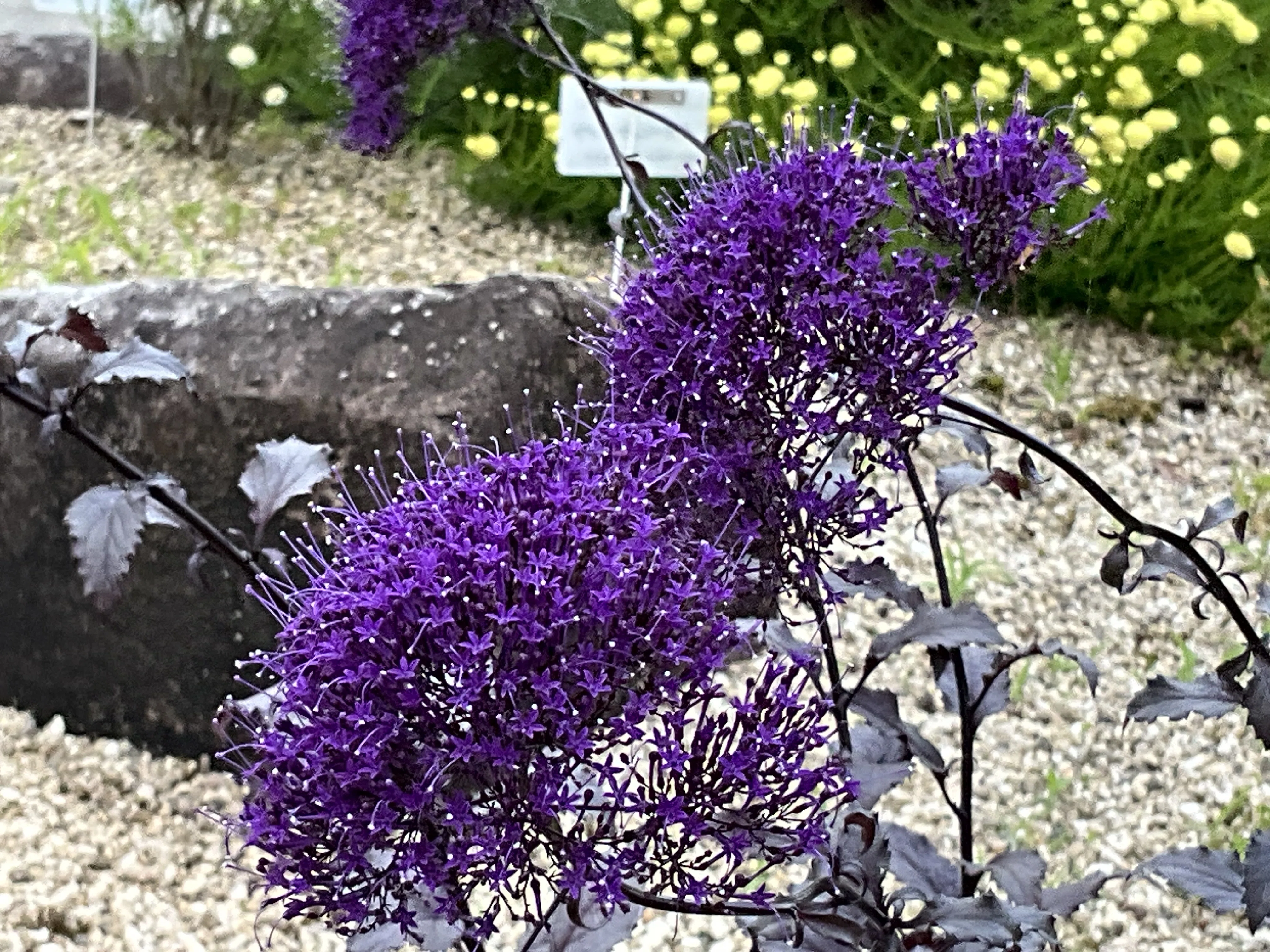 Trachelium caeruleum 'Black Knight' (Kyoto Botanical Gardens