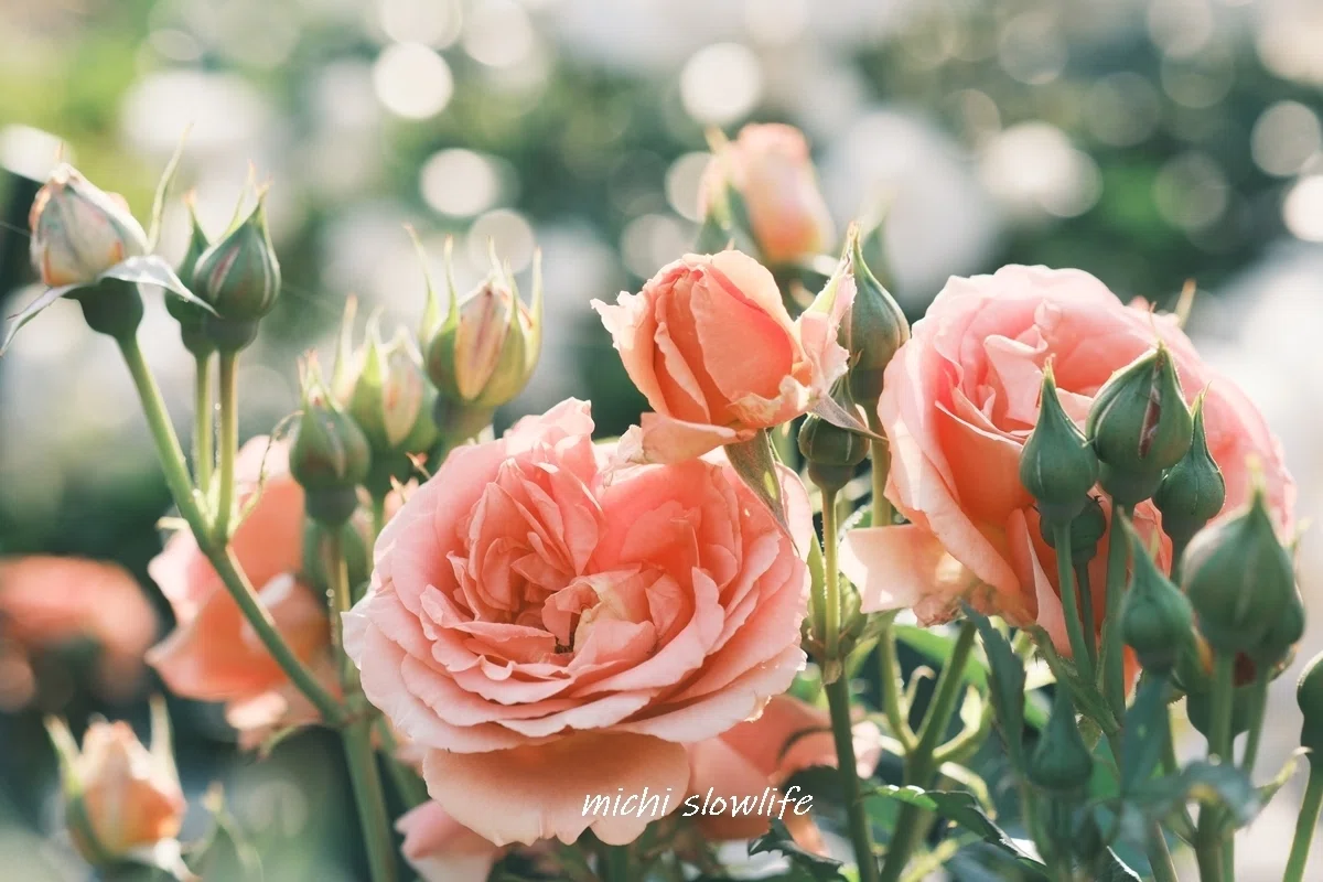 fujifilm X-T5 クラシックネガで撮る薔薇の花｜*michi*