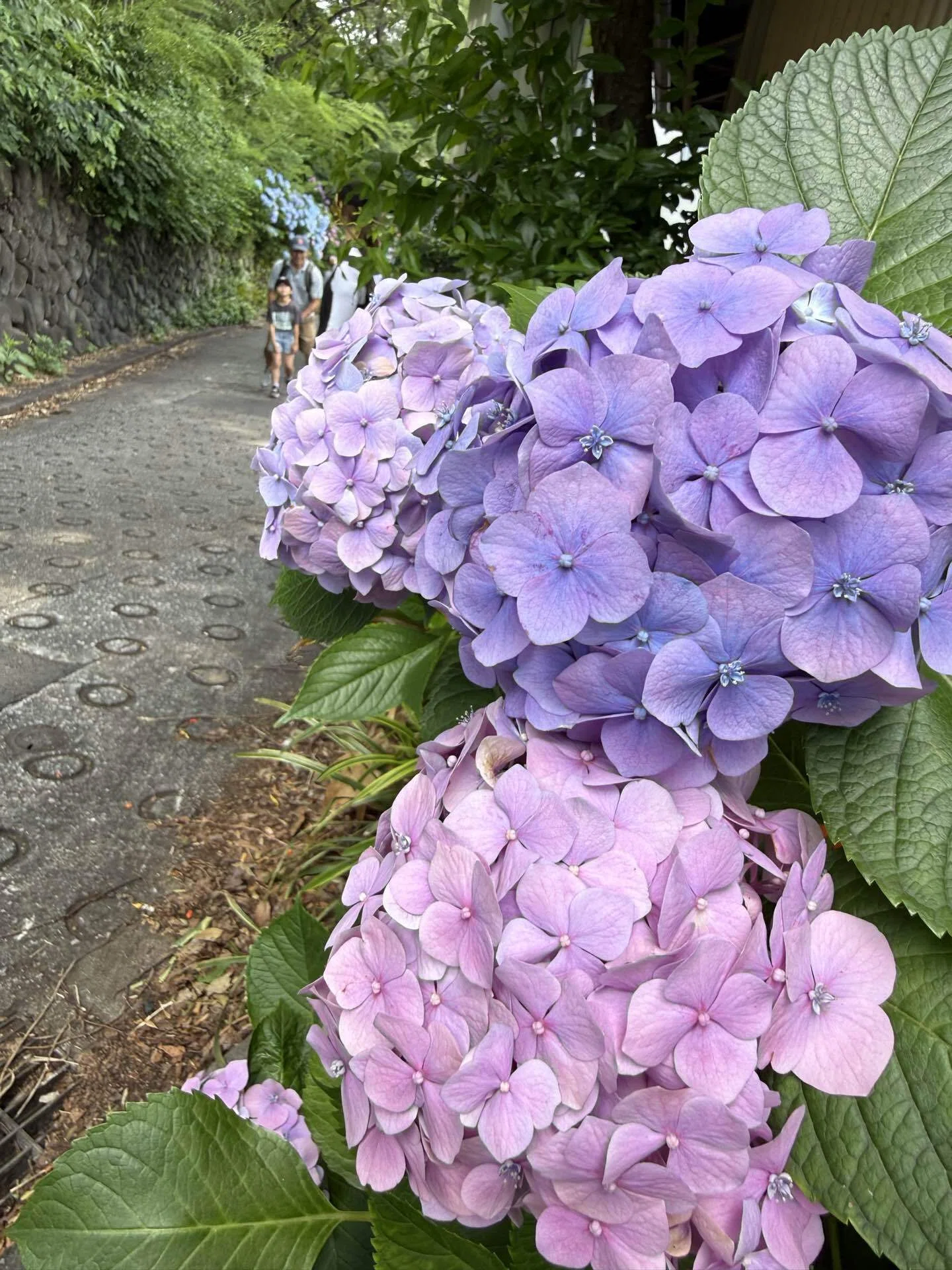 電車の窓から見えた紫陽花が忘れられなくて｜Saoffy