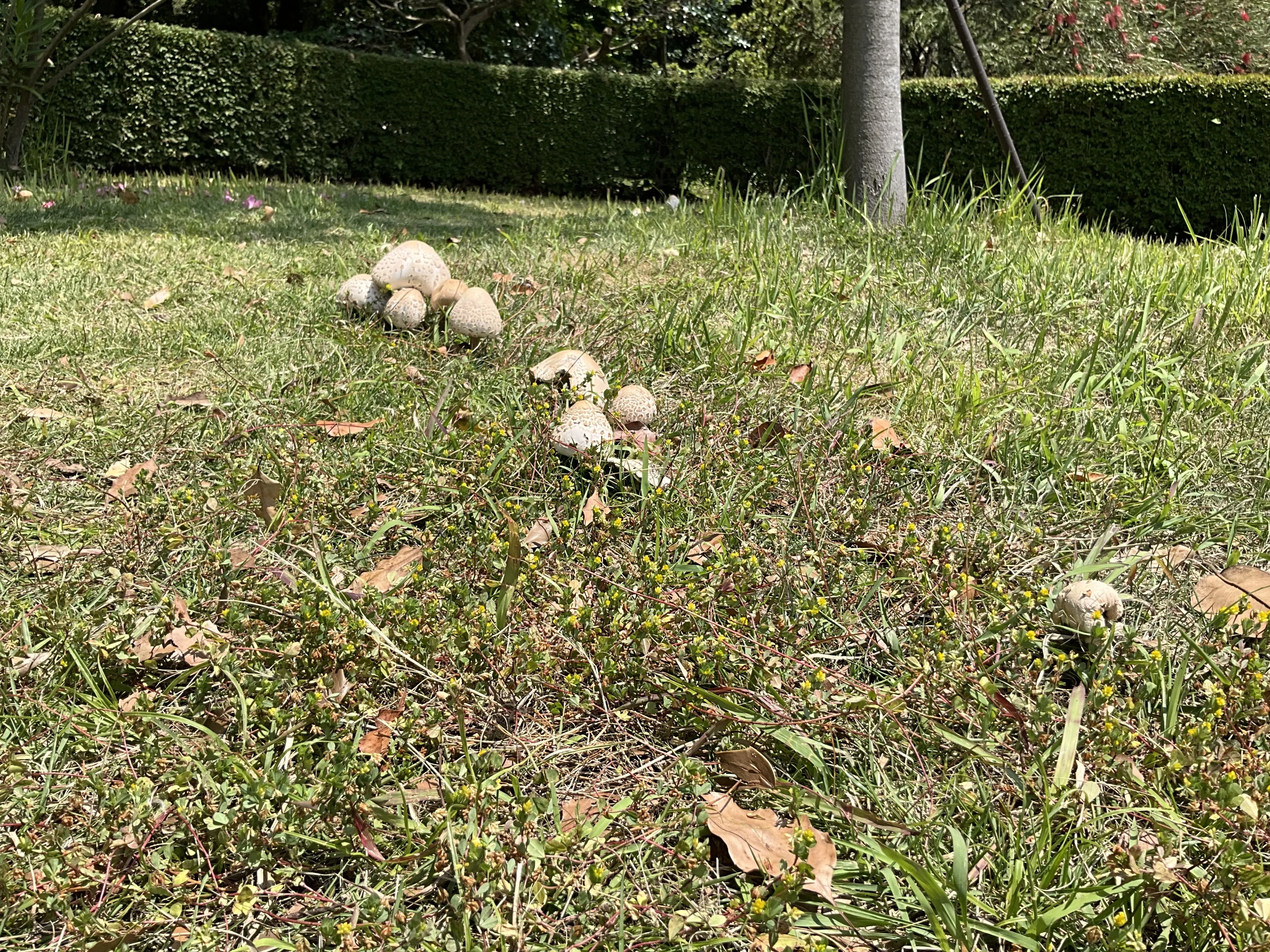 オオシロカラカサタケ（京都府立植物園）：2026年6月12日（金）｜藤井