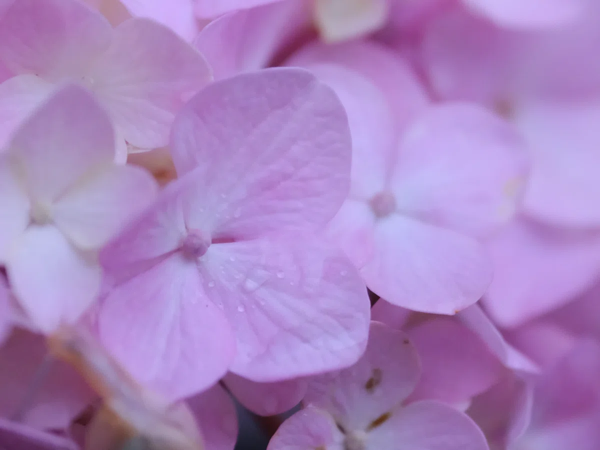 雨上がりの紫陽花｜にーこ