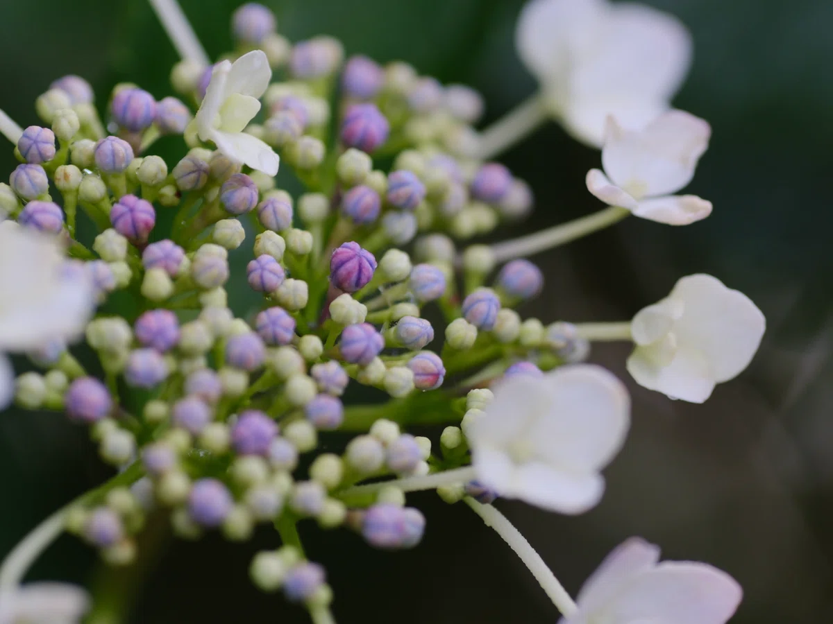 雨上がりの紫陽花｜にーこ