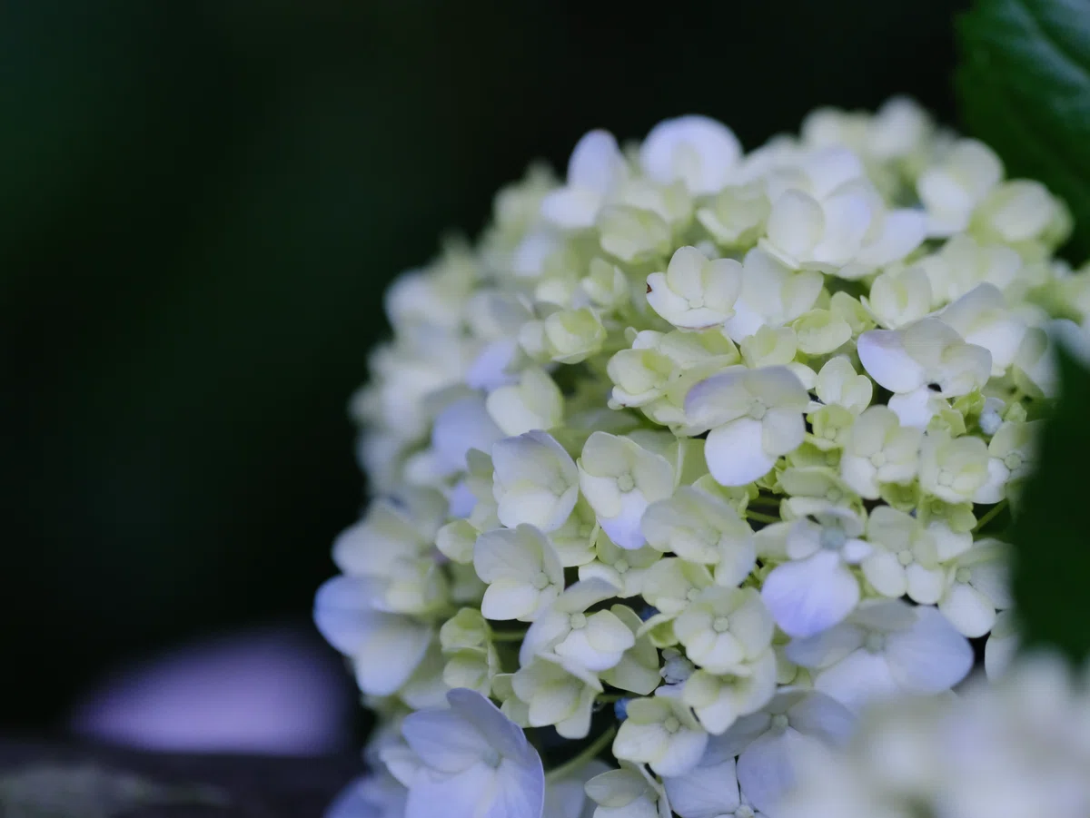 雨上がりの紫陽花｜にーこ