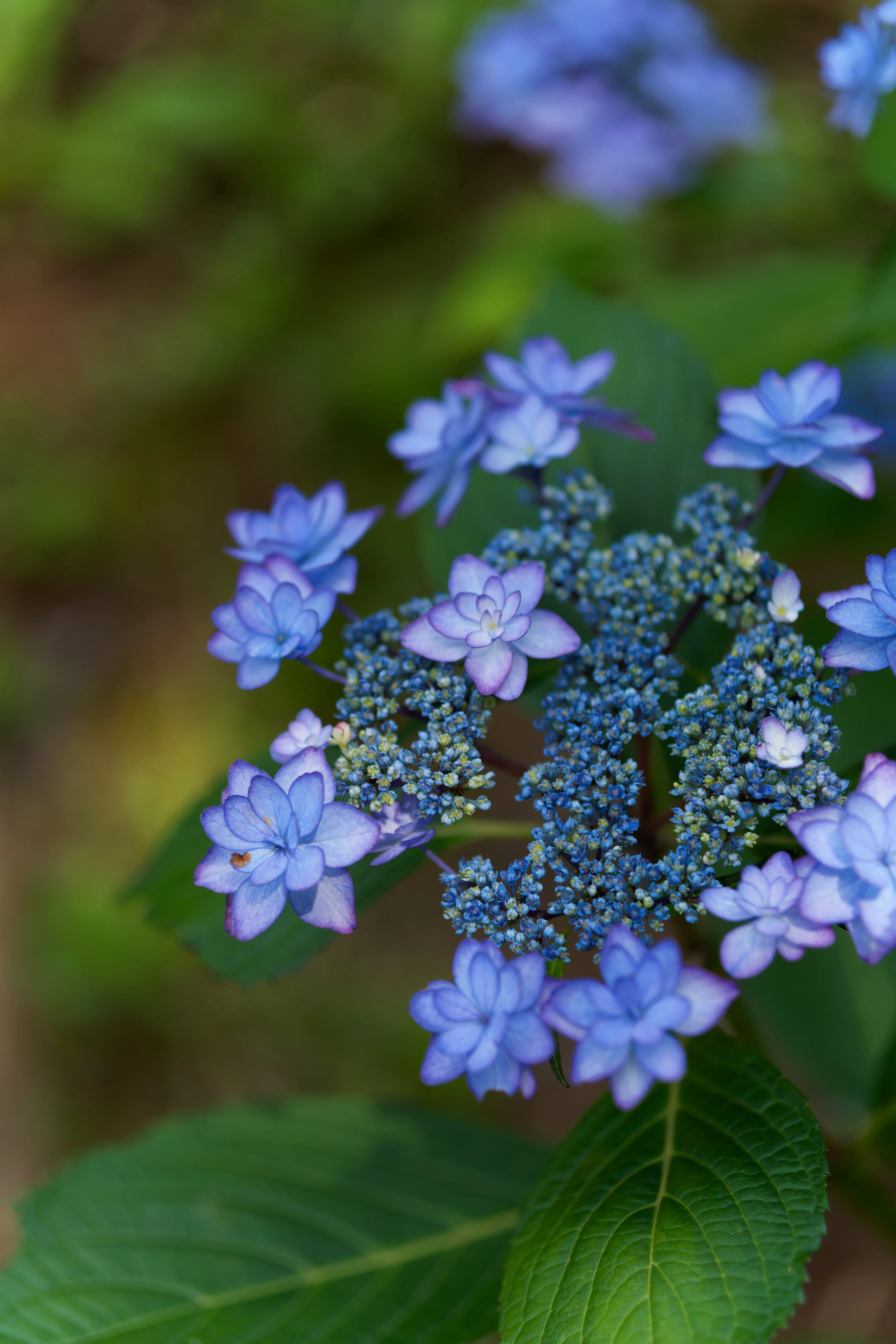紫陽花を撮りに。｜fenbel