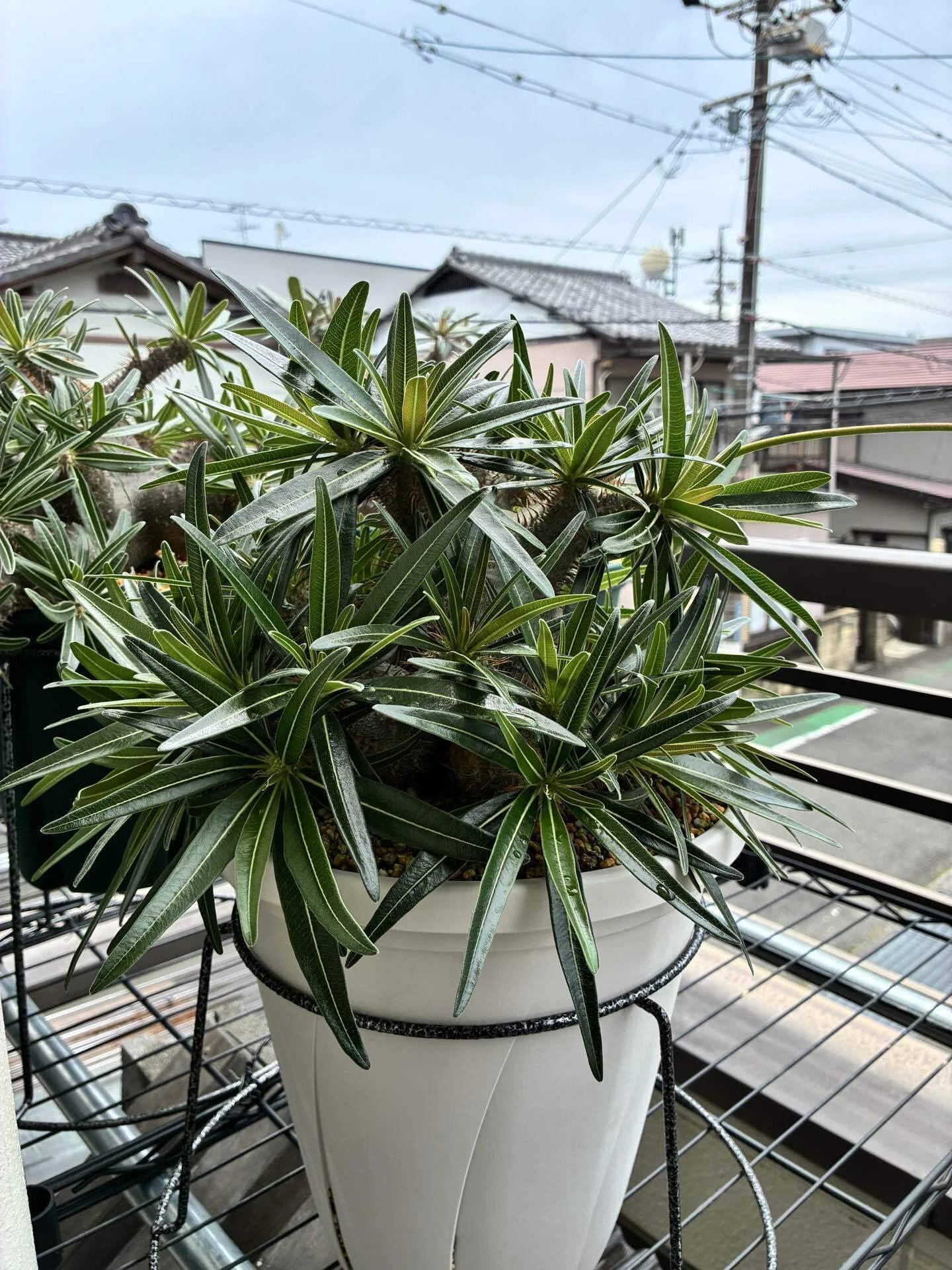2026年産唯一の自家採種グラキリスを植えました。｜半分本気の塊根日記