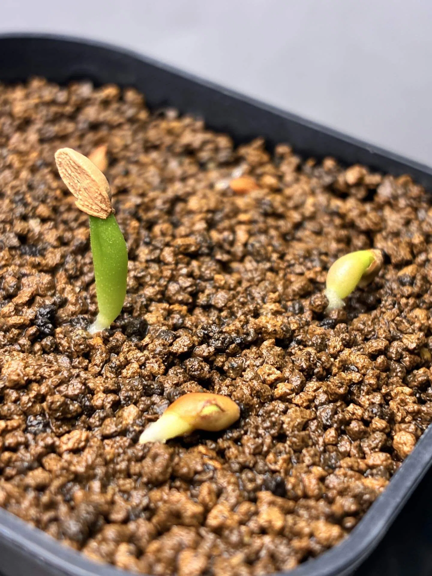 2026年産唯一の自家採種グラキリスを植えました。｜半分本気の塊根日記