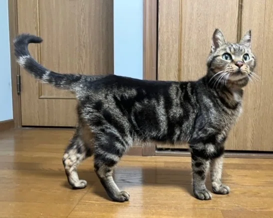 Afterword Part 1: Introducing the Model Cat｜にわのともこ