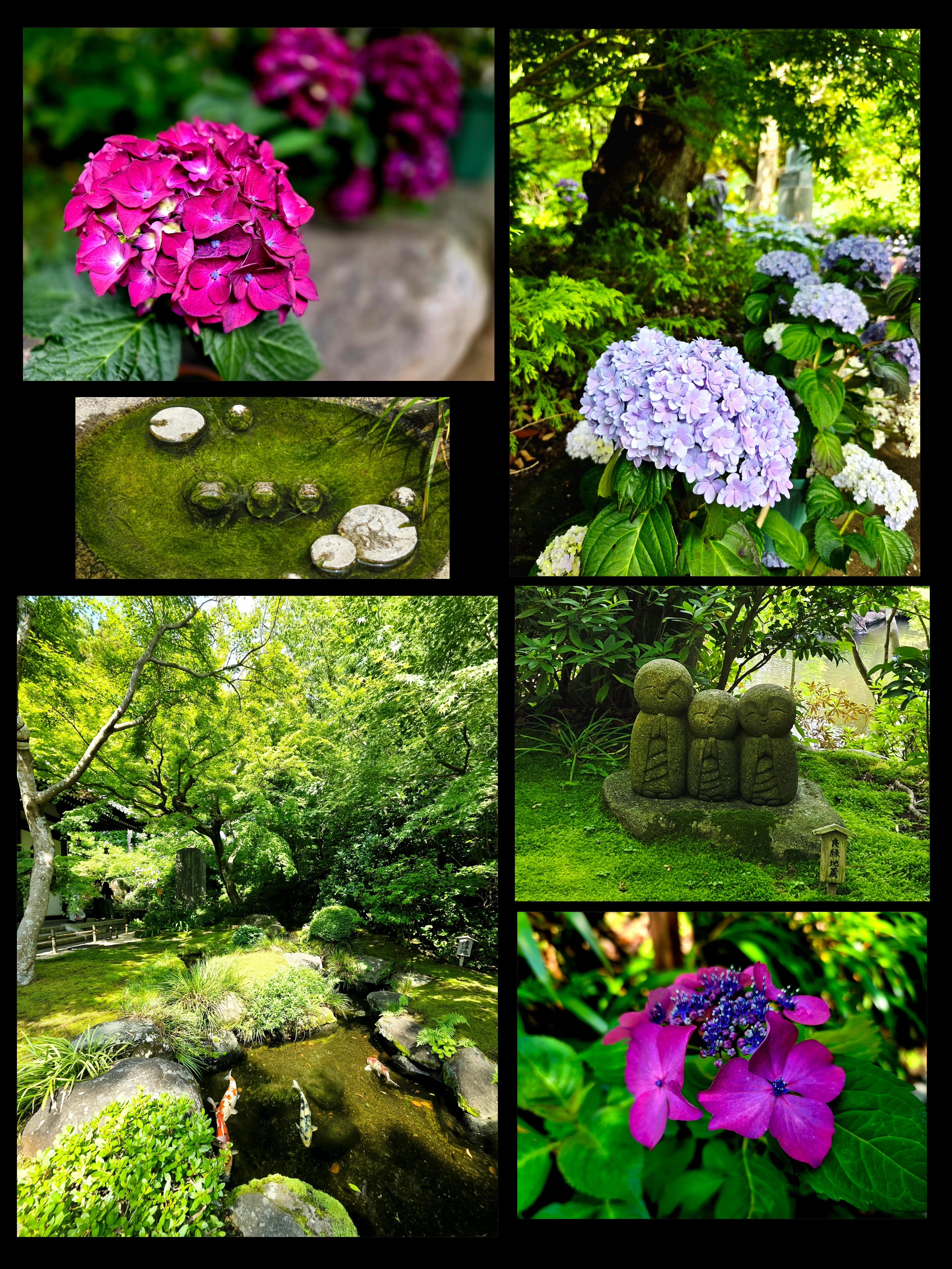 鎌倉、紫陽花を求めて―早朝の長谷寺｜紫陽花