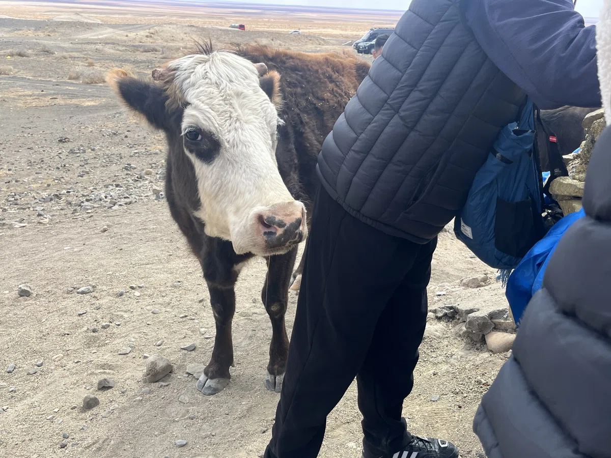 牛 黒い山 モンゴル サインシャンド 聖地巡礼 聖地 エネルギー パワースポット お供え