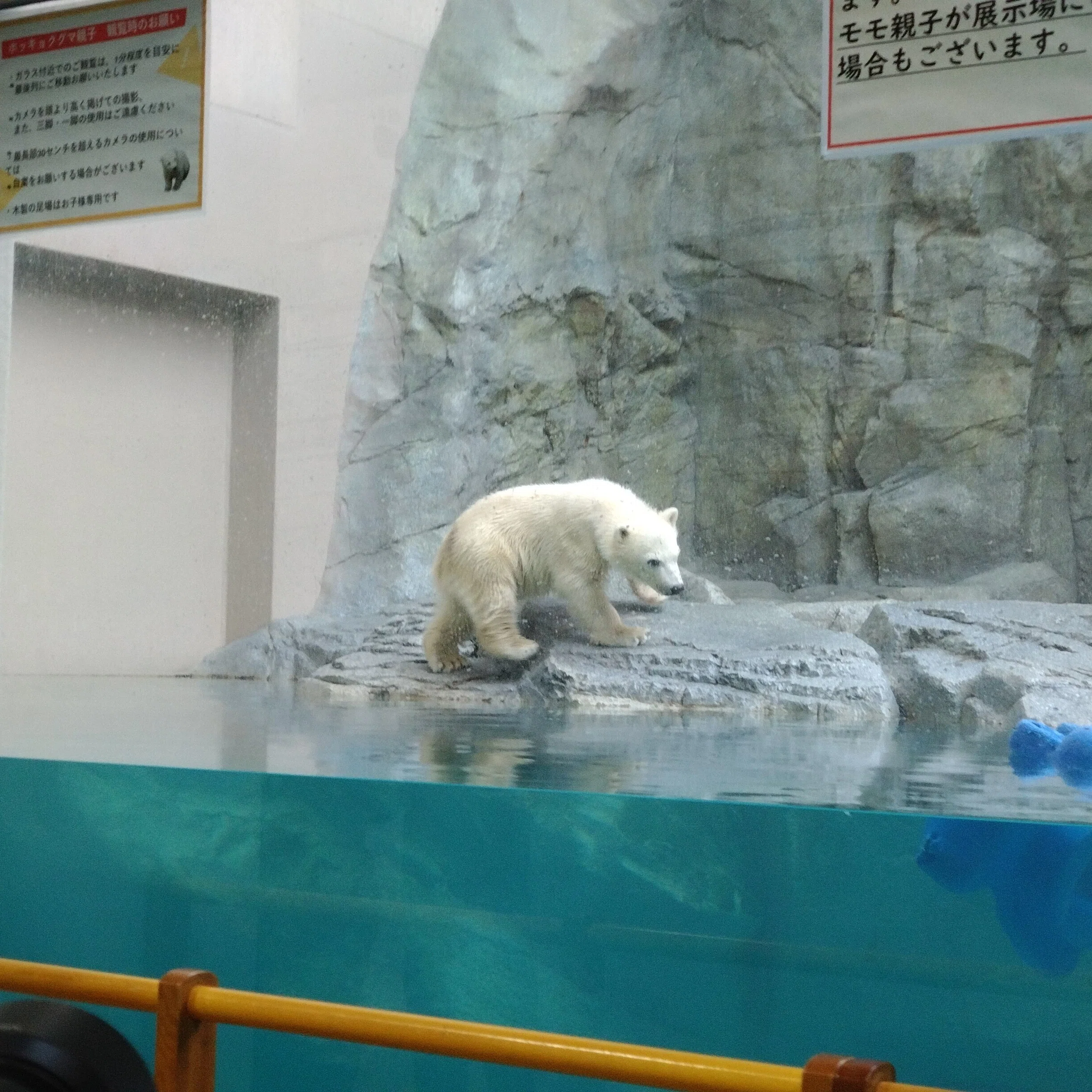 【みき】赤べこ ホルスタイン⑦、⑤、シロクマ3体におまとめ シロクマの赤ちゃん、モモ太くんに会いに行く！～男鹿・秋田旅行記2日