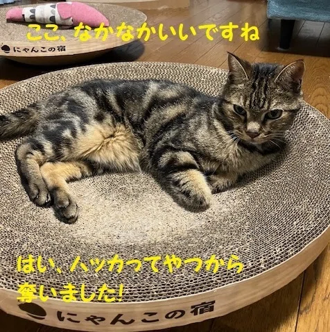 Afterword Part 1: Introducing the Model Cat｜にわのともこ