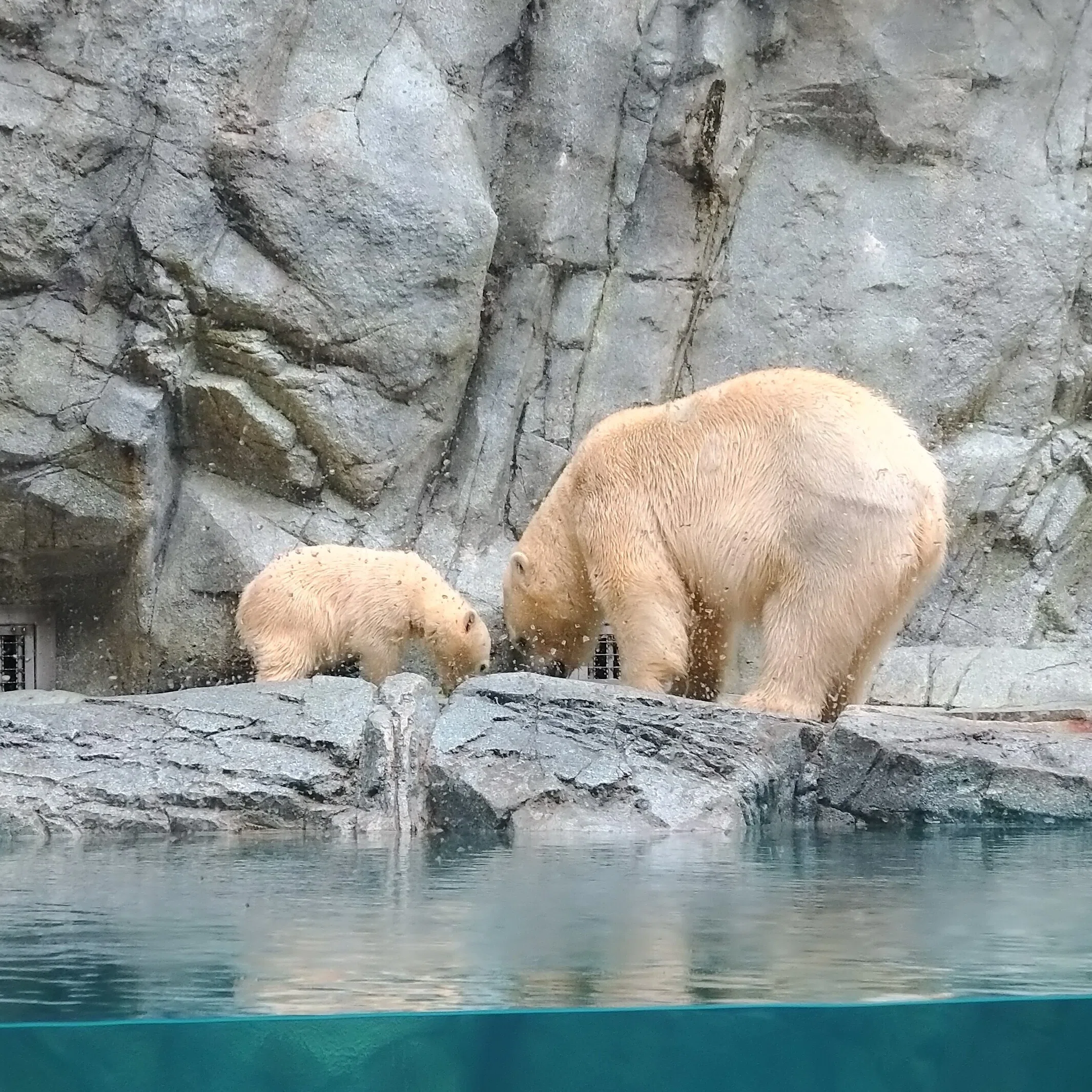 シロクマの赤ちゃん、モモ太くんに会いに行く！～男鹿・秋田旅行記2日
